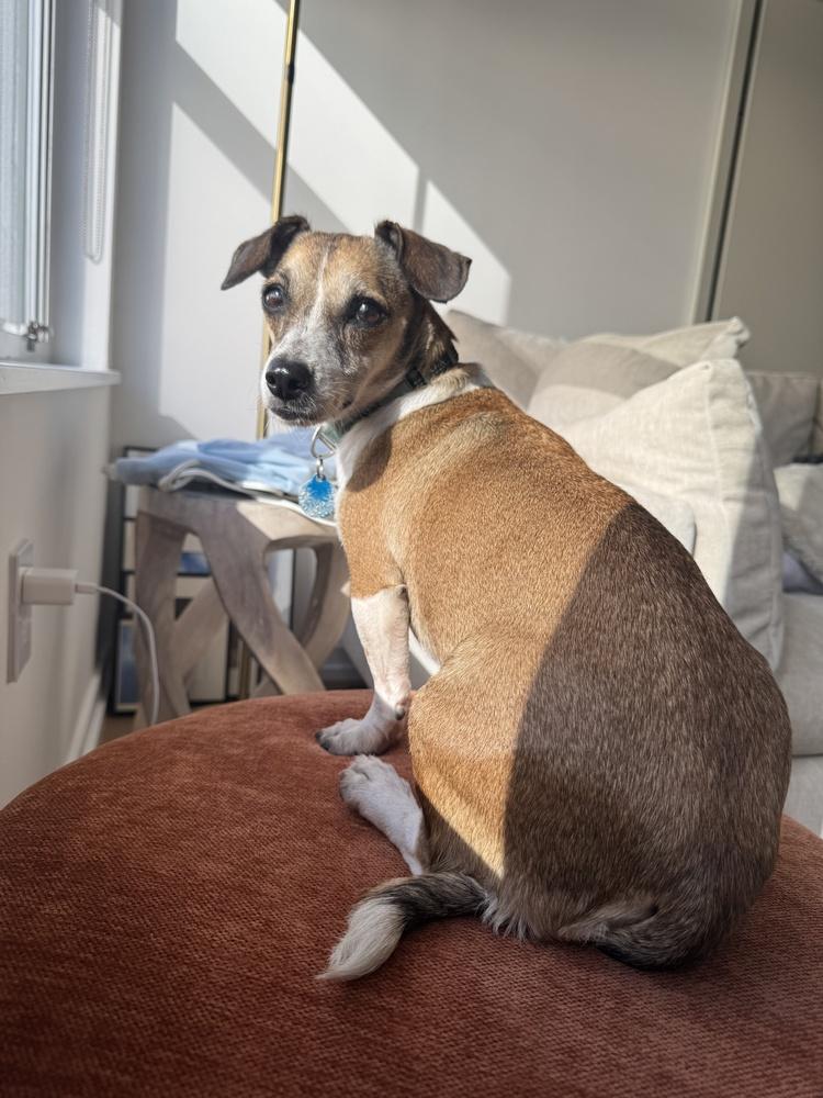 Cindy, Adoptable, Adult Female Dachshund & Chihuahua.