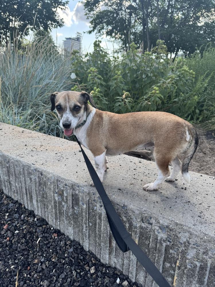Cindy, a Adoptable mixed breed in Manhattan, NY image 2/4