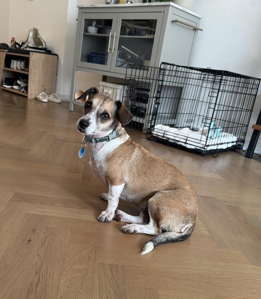 Cindy, a Adoptable mixed breed in Manhattan, NY image 3/4