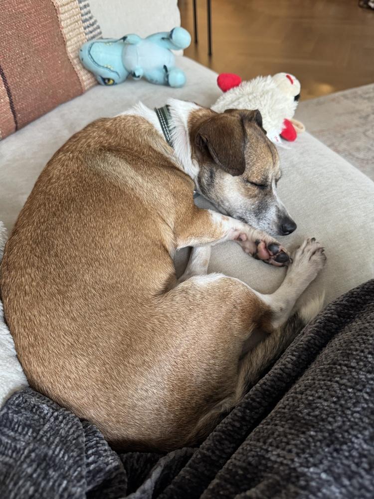 Cindy, a Adoptable mixed breed in Manhattan, NY image 4/4
