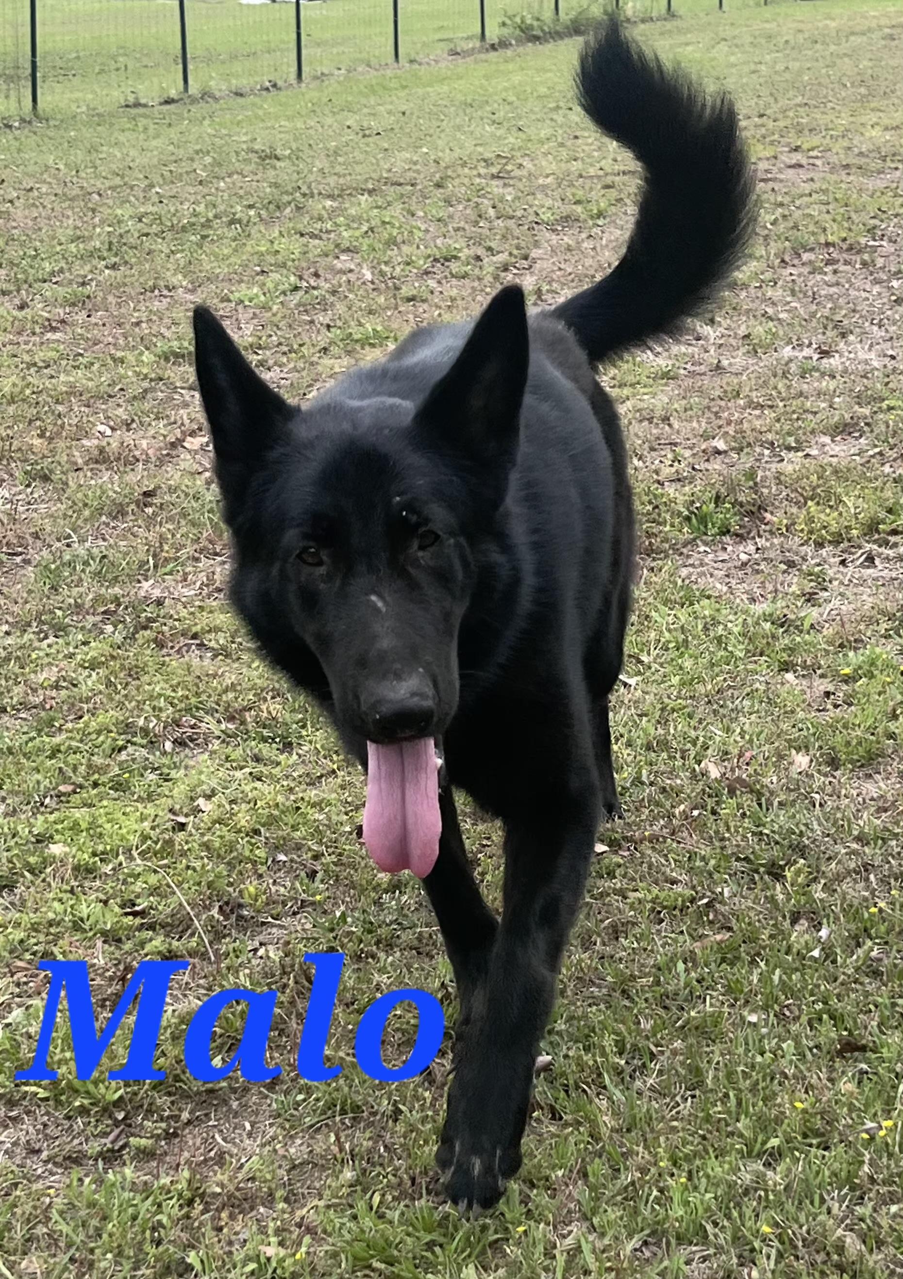 Malo, ADOPTABLE, Adult Male German Shepherd Dog.