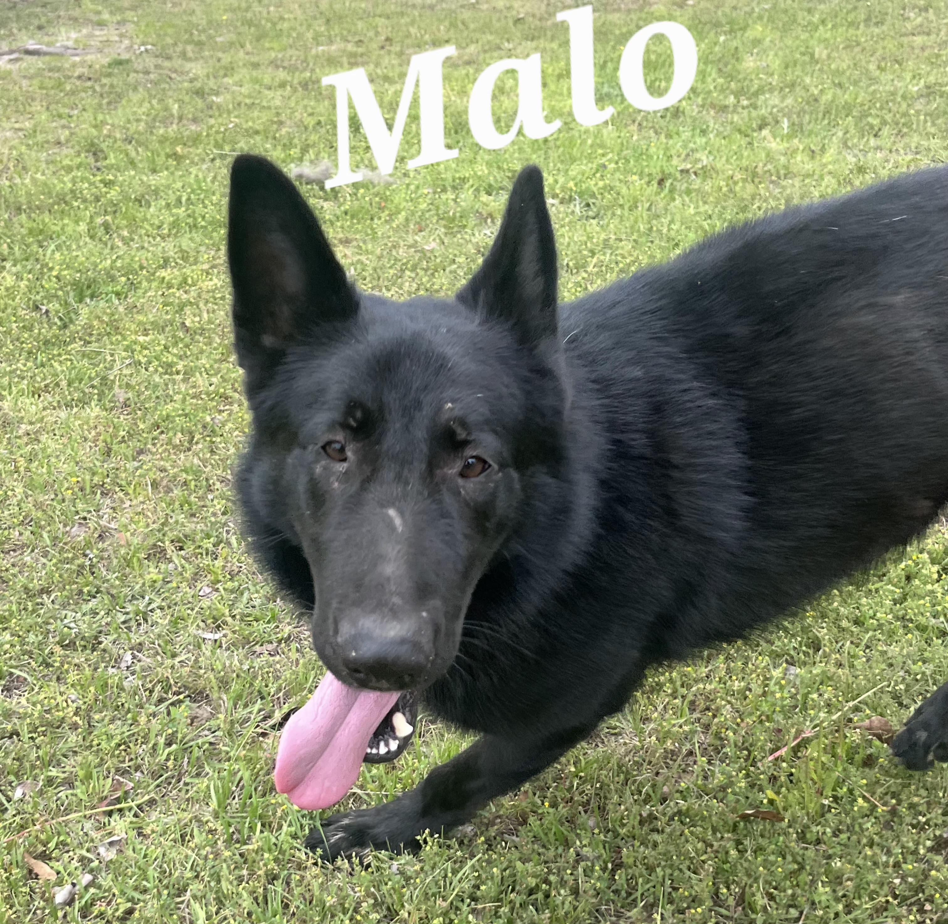 Enlarge Malo, a ADOPTABLE German Shepherd Dog in Rome, GA image 2/2