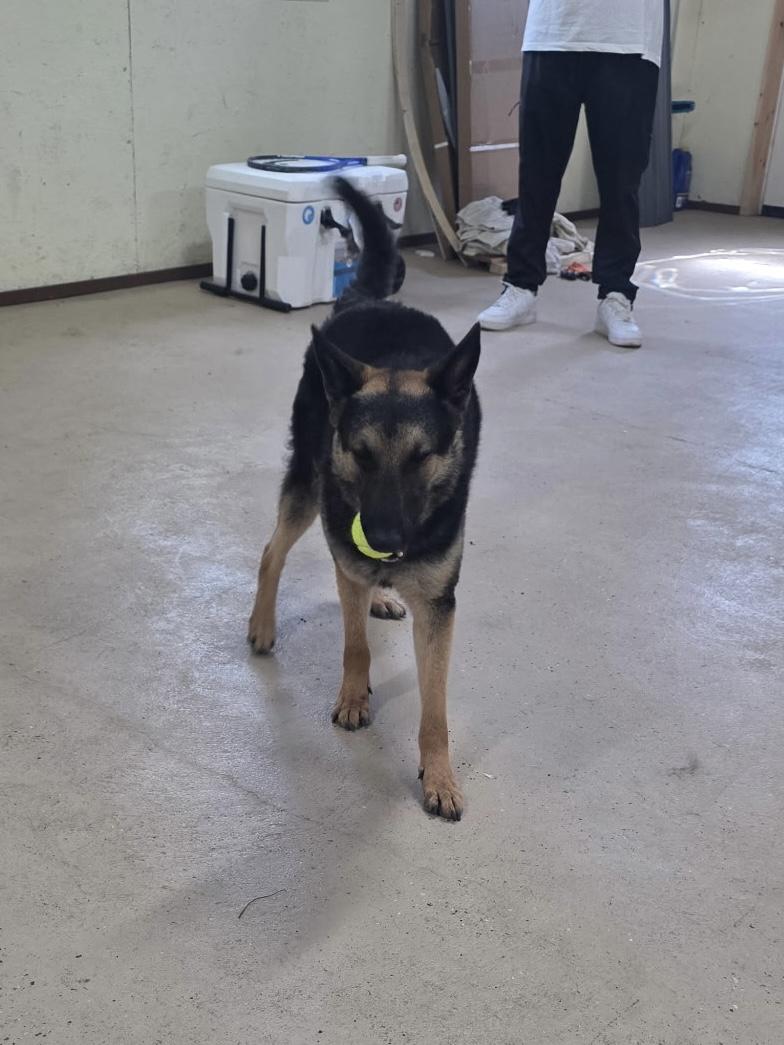 Enlarge Jonah, a Adoptable mixed breed in Putnam, CT image 3/6