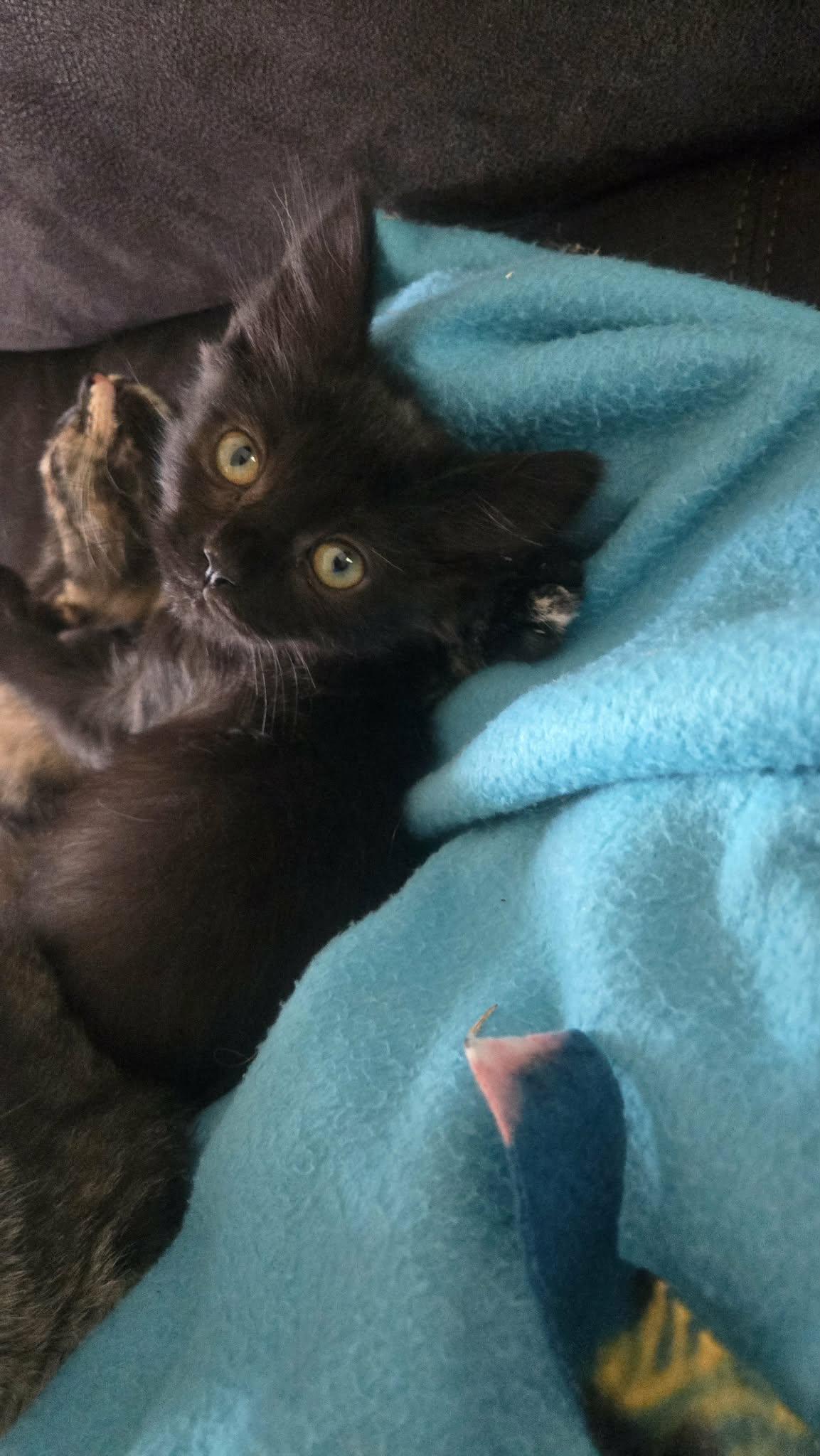 Enlarge Kanv, a Adoptable Domestic Medium Hair in hinckley, IL image 1/3