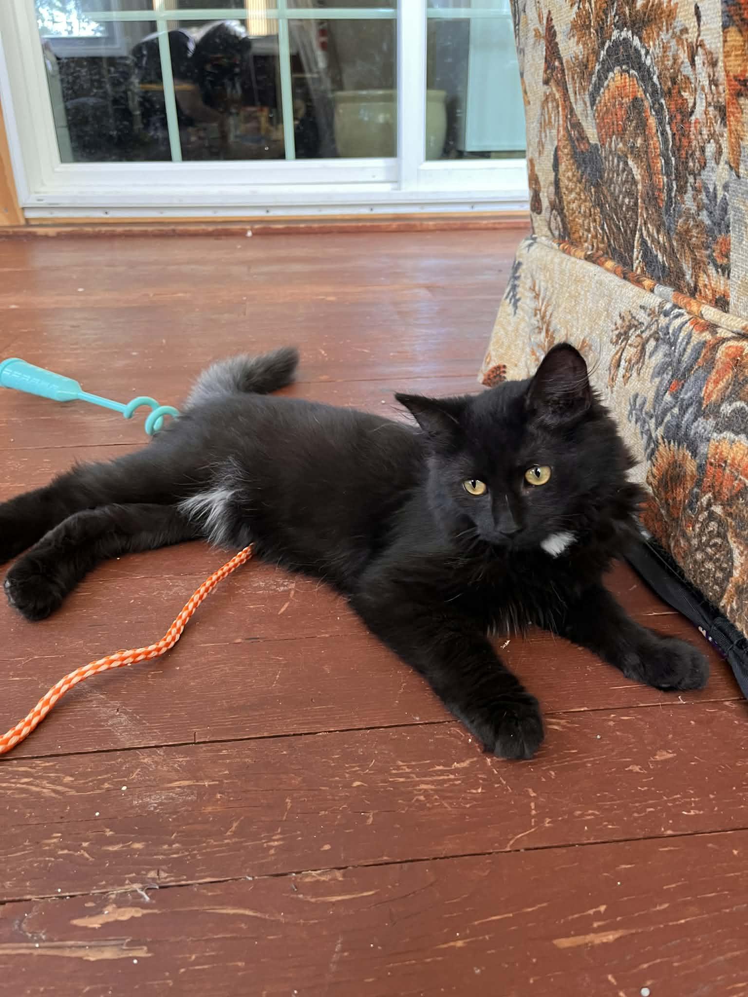Enlarge Kanv, a Adoptable Domestic Medium Hair in hinckley, IL image 2/3