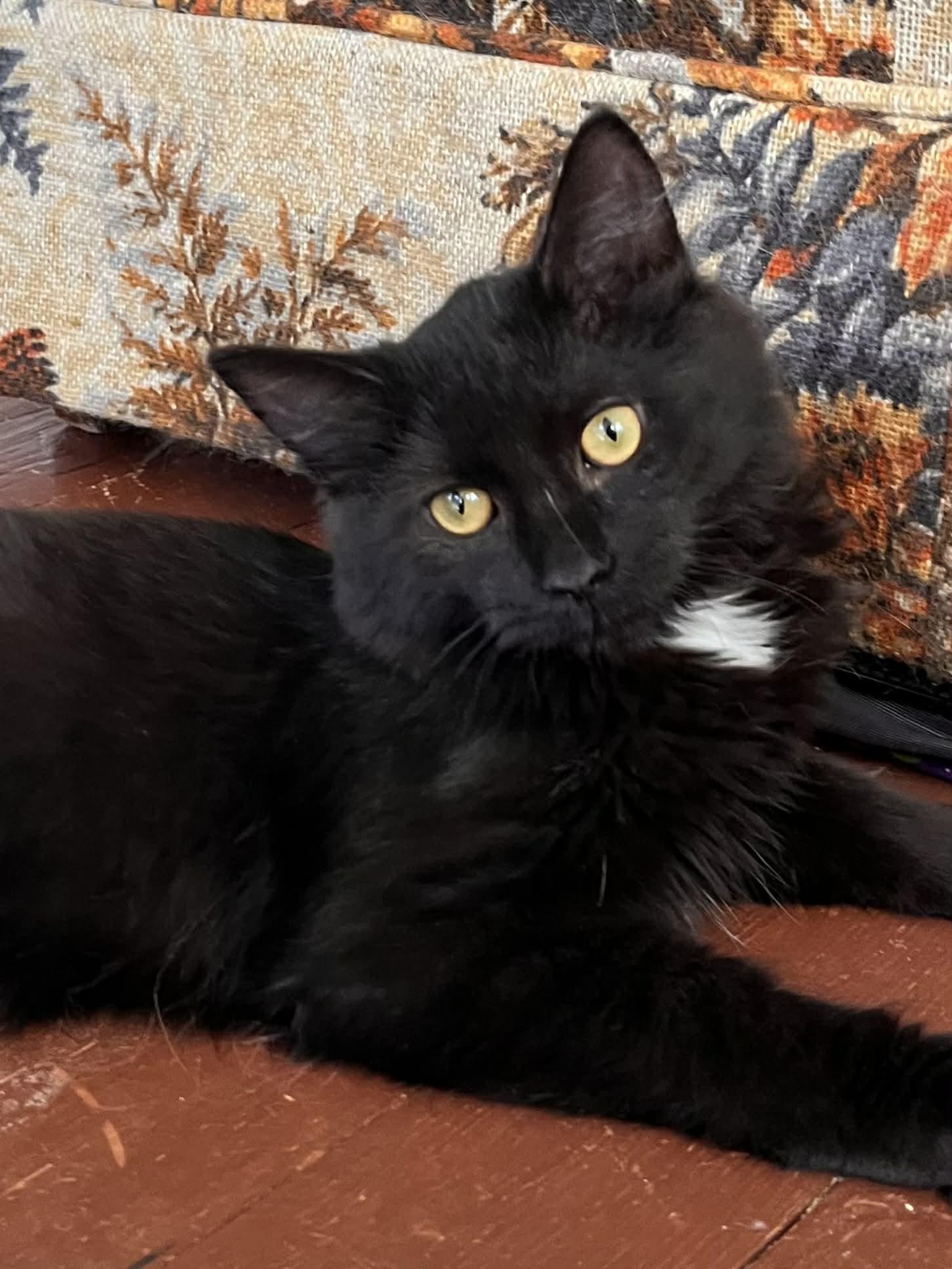 Enlarge Kanv, a Adoptable Domestic Medium Hair in hinckley, IL image 3/3