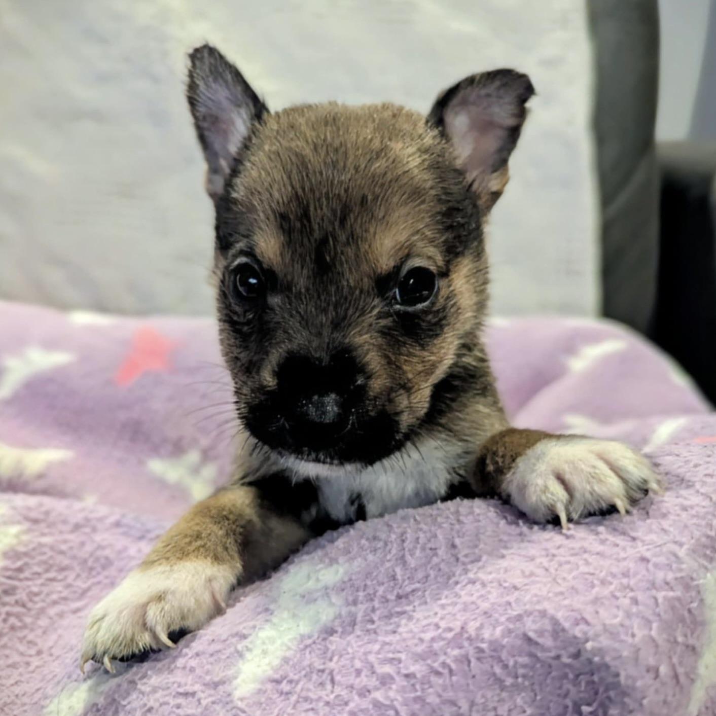 Cherry (20251022-07)