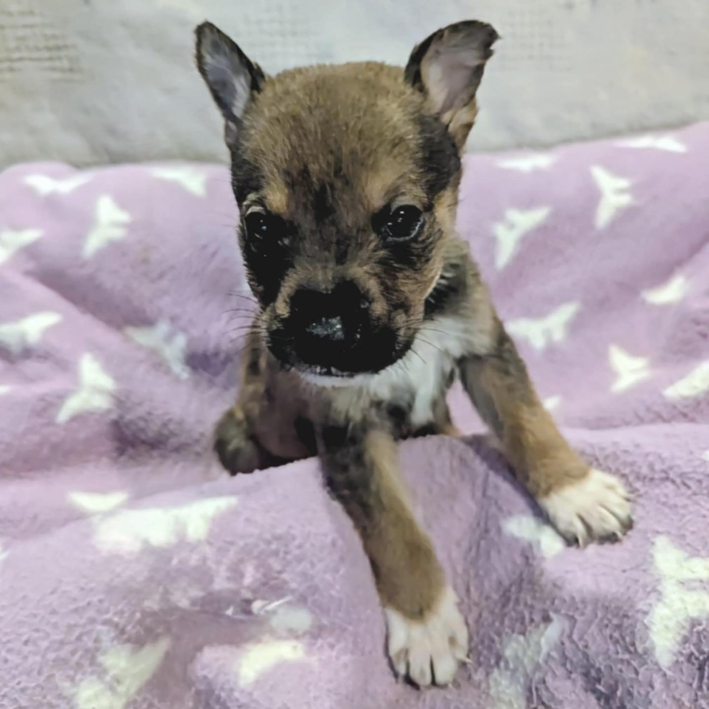 Cherry (20251022-07)