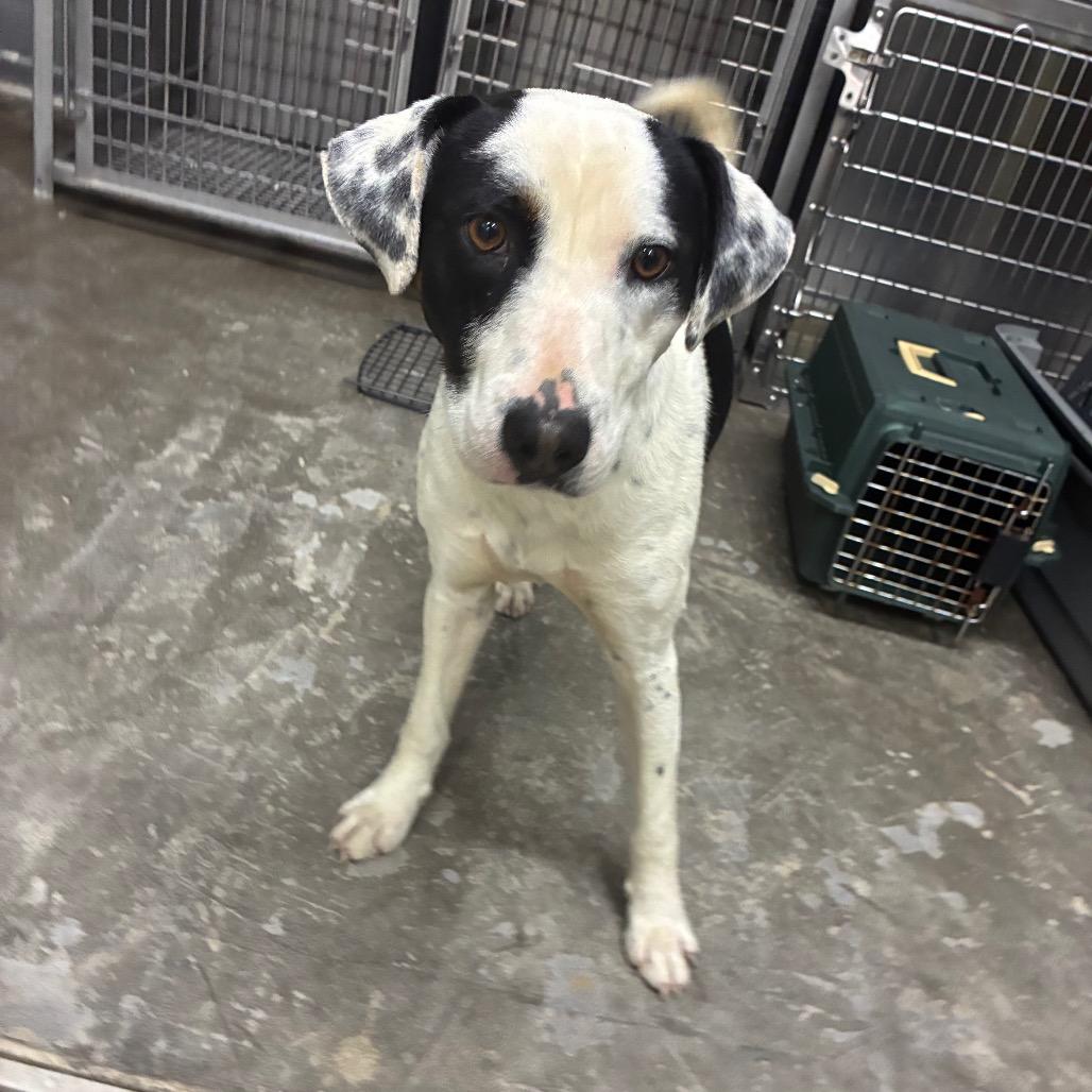 Enlarge Durk, a Adoptable Mixed Breed in Corbin, KY image 1/1