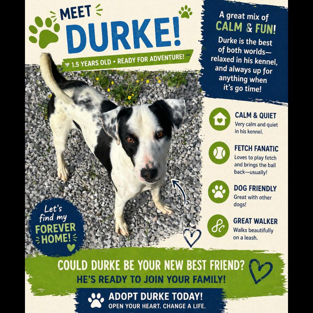 Enlarge Durke, a Adoptable Mixed Breed in Corbin, KY image 2/6