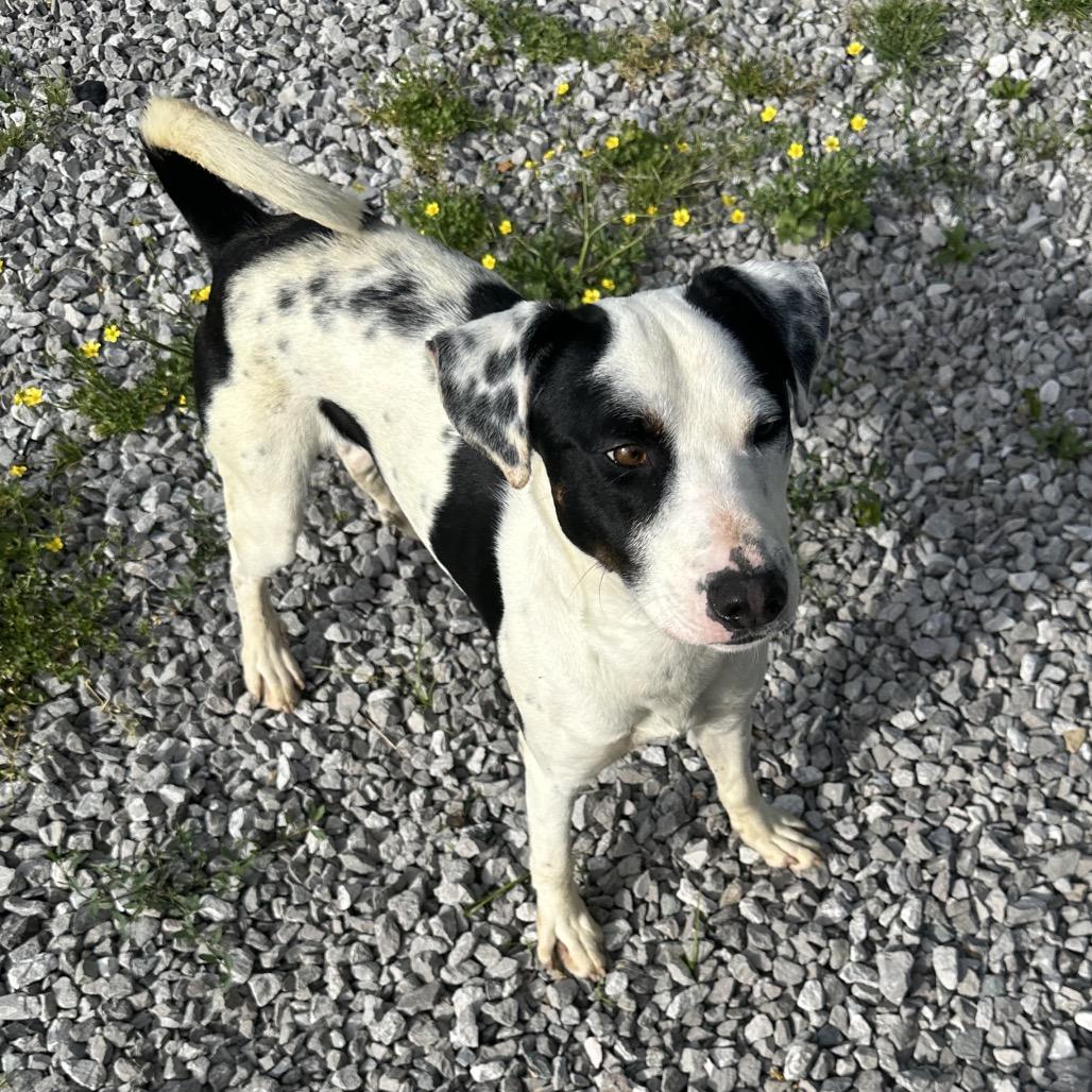 Enlarge Durke, a Adoptable Mixed Breed in Corbin, KY image 3/6