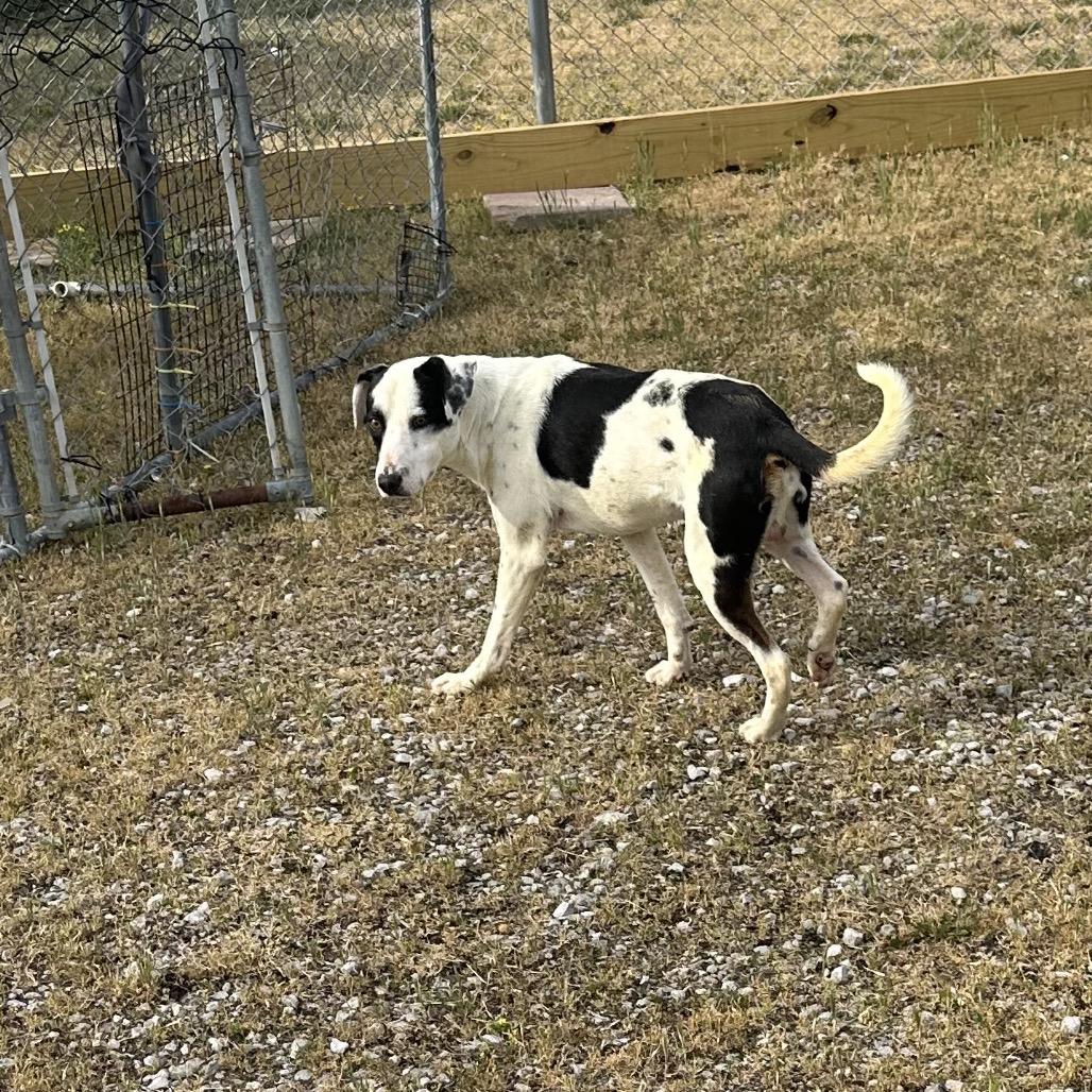 Enlarge Durke, a Adoptable Mixed Breed in Corbin, KY image 4/6