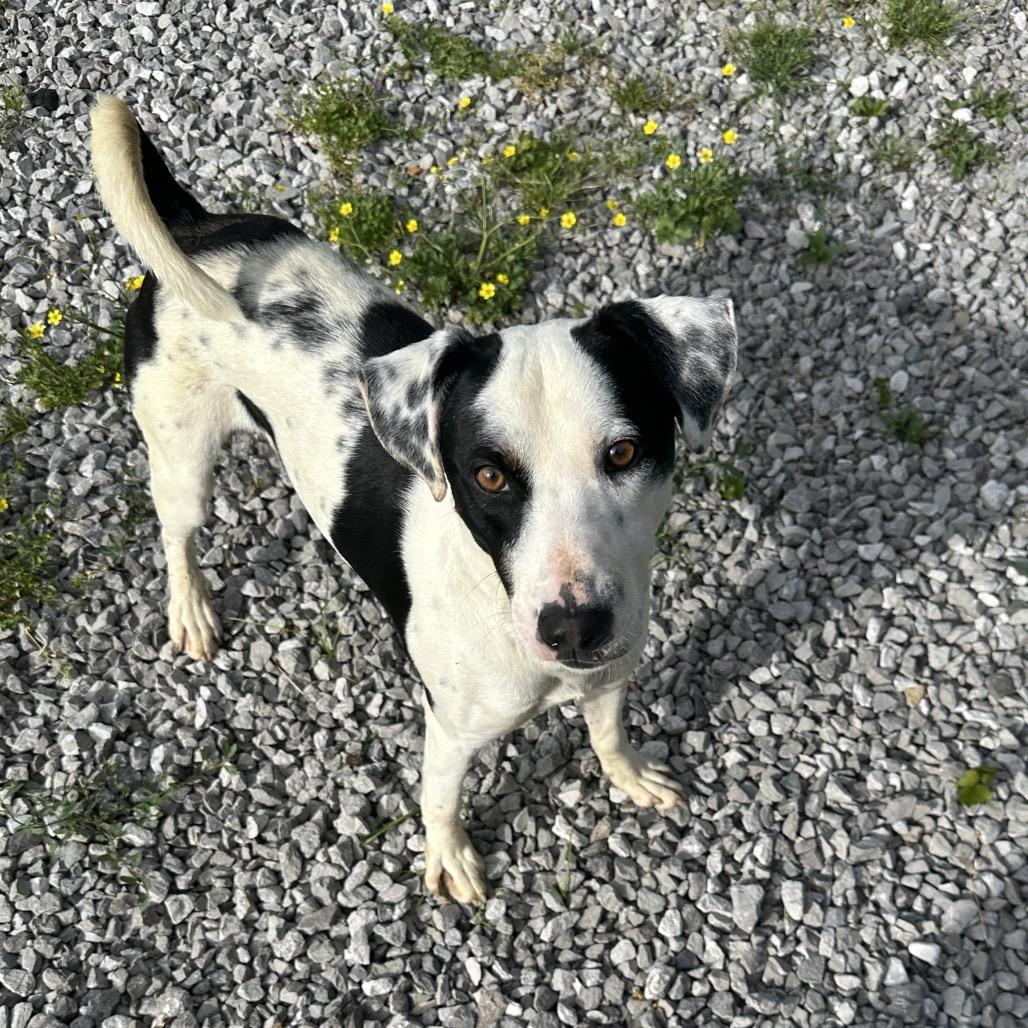 Enlarge Durke, a Adoptable Mixed Breed in Corbin, KY image 5/6
