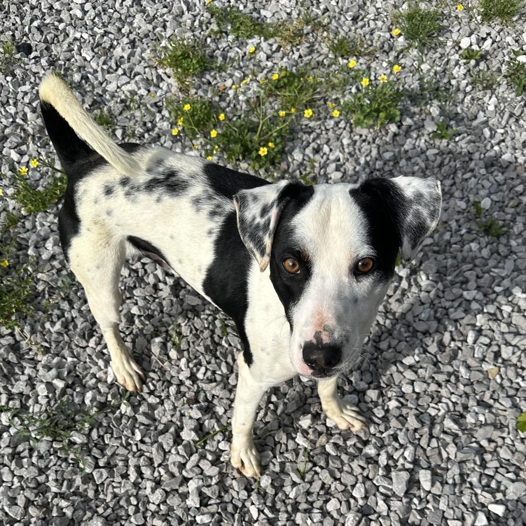 Enlarge Durke, a Adoptable Mixed Breed in Corbin, KY image 6/6
