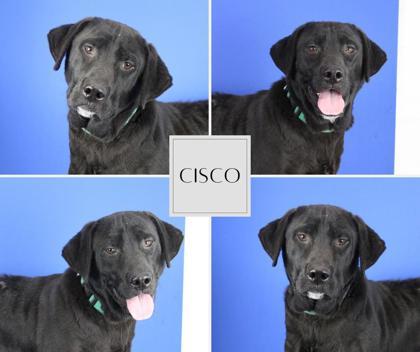 Enlarge Cisco, a Adoptable mixed breed in Port Allen, LA image 1/1