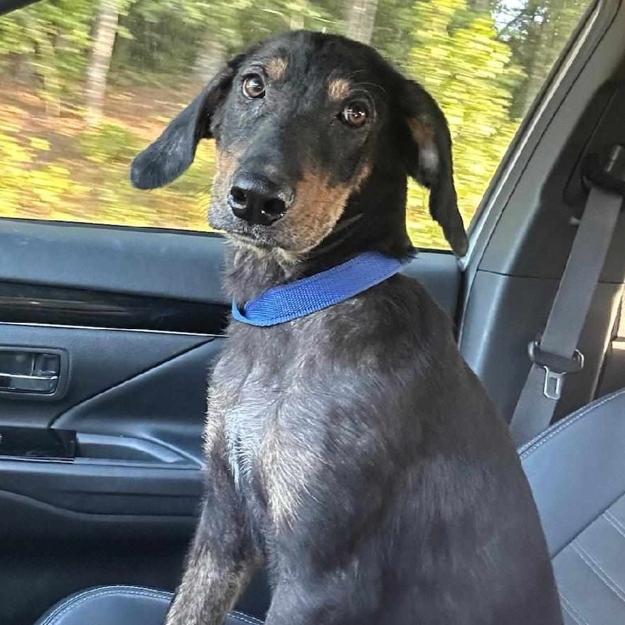 Dog for adoption Winnie, a Black and Tan Coonhound Mix in Hopkinton
