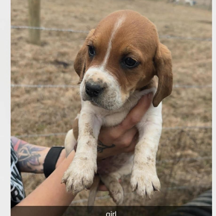 Enlarge June, an adopted mixed breed in Blairstown, NJ image 2/6