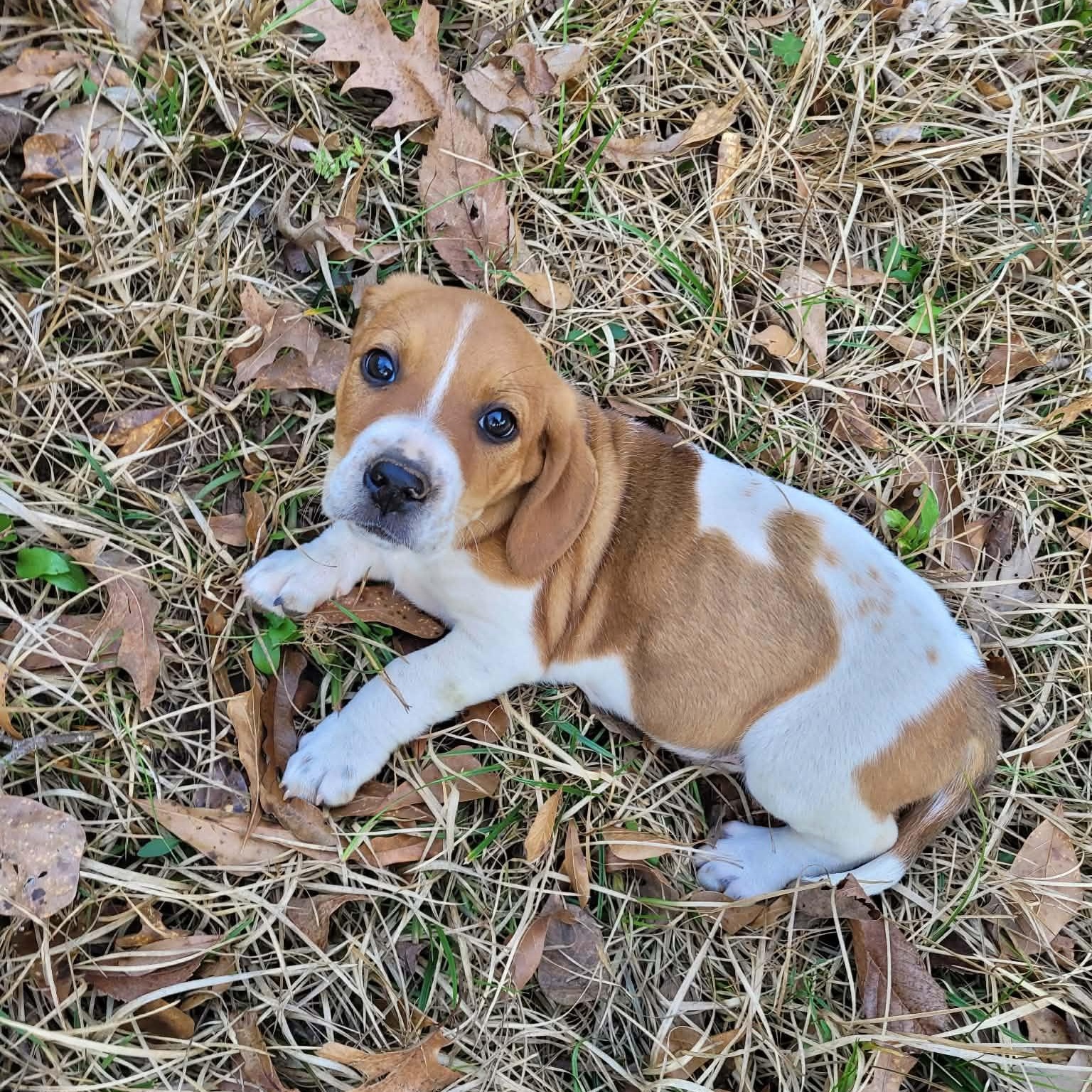 Enlarge June, an adopted mixed breed in Blairstown, NJ image 4/6