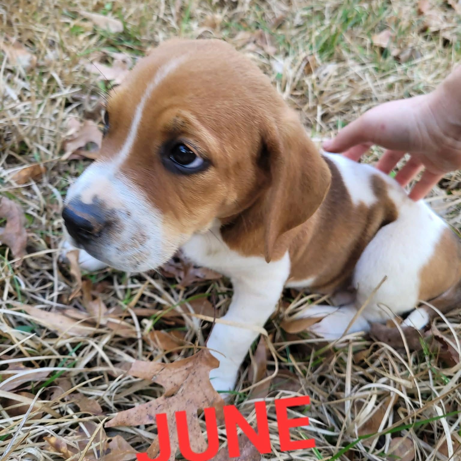 Enlarge June, an adopted mixed breed in Blairstown, NJ image 3/6