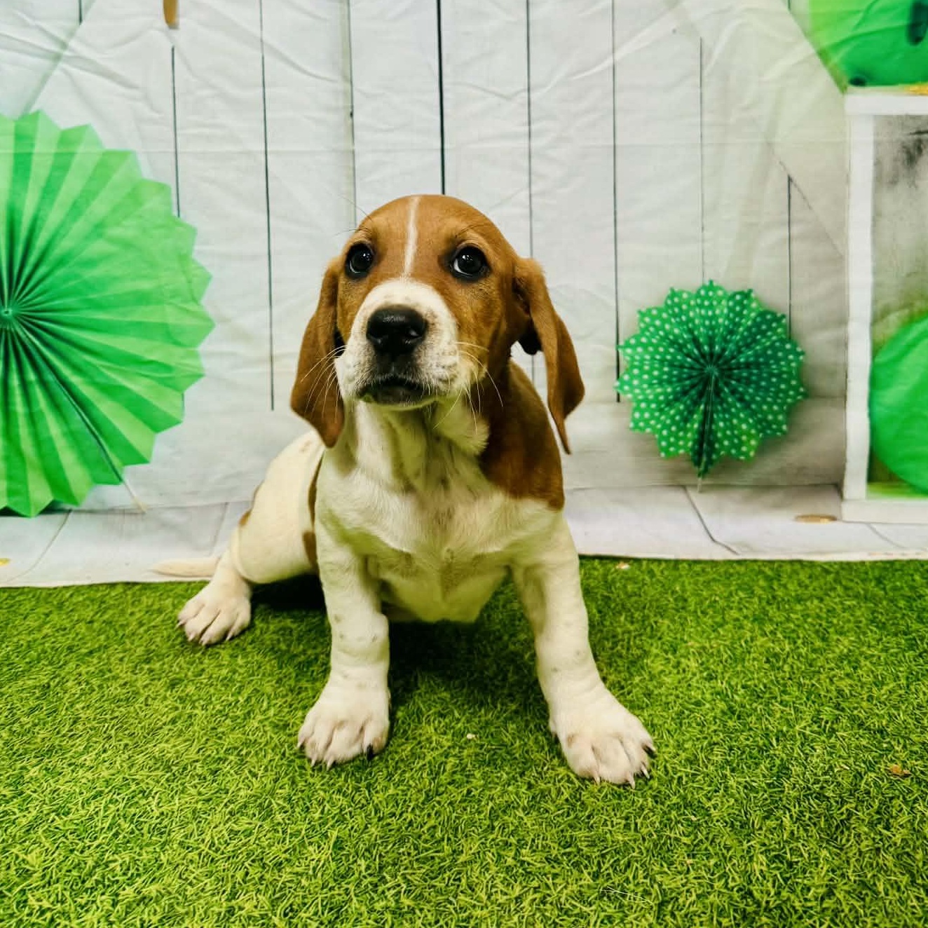 Enlarge June, an adopted mixed breed in Blairstown, NJ image 1/6