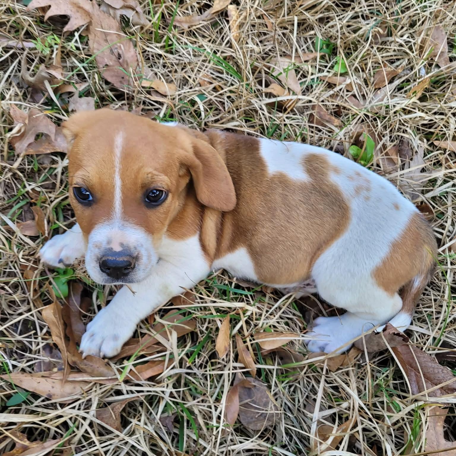 Enlarge June, an adopted mixed breed in Blairstown, NJ image 5/6