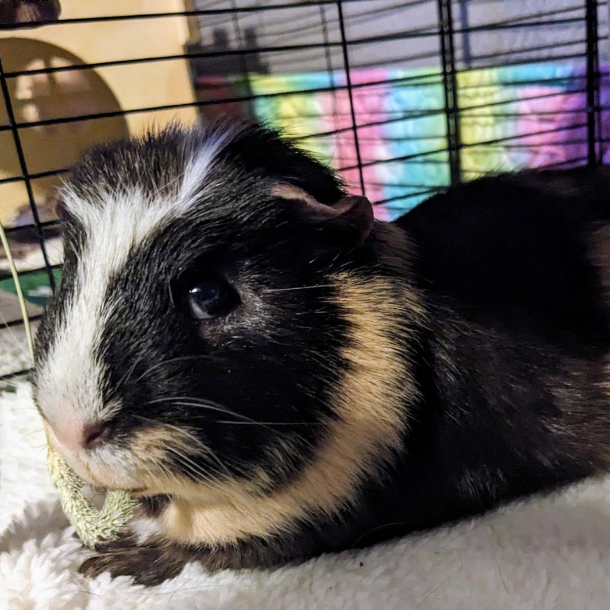 Georgie- Neutered male 3