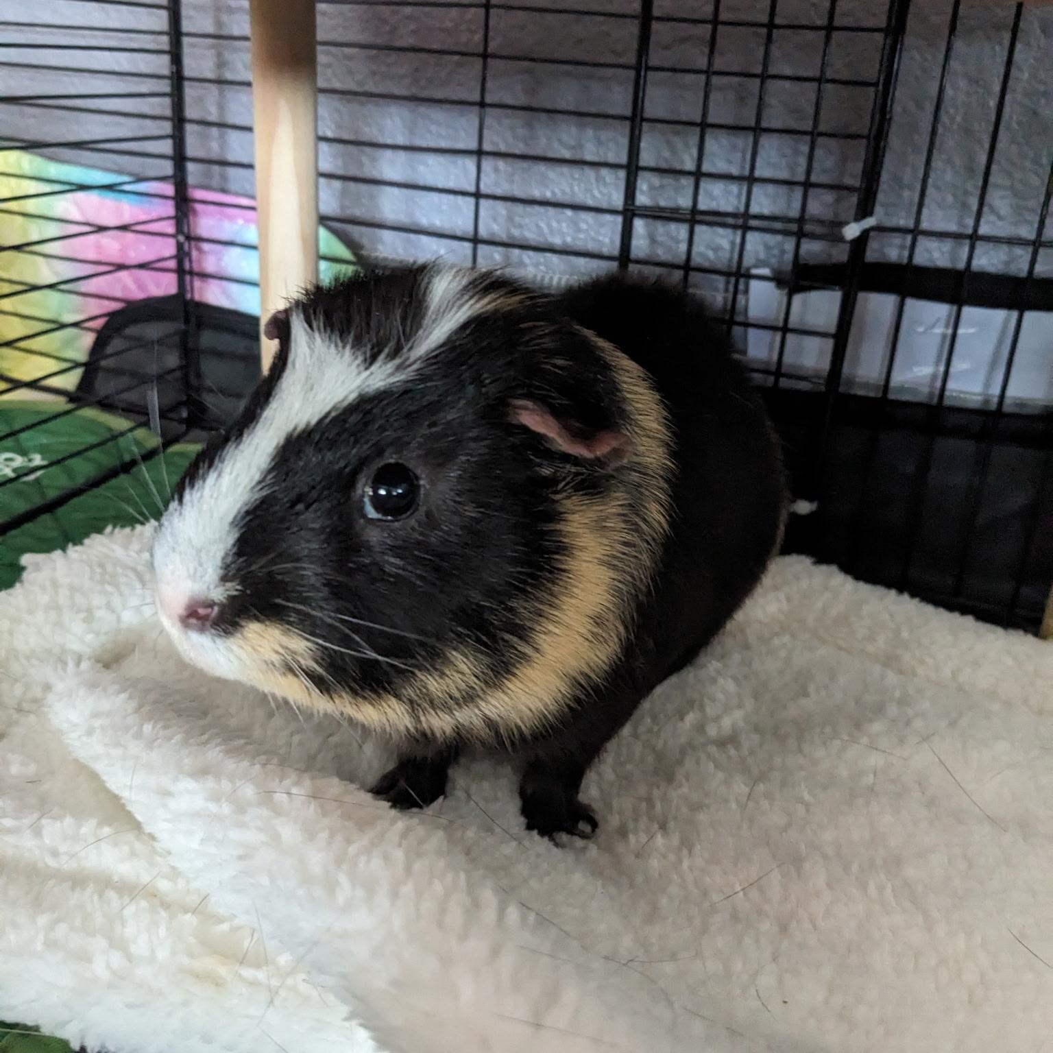 Georgie- Neutered male