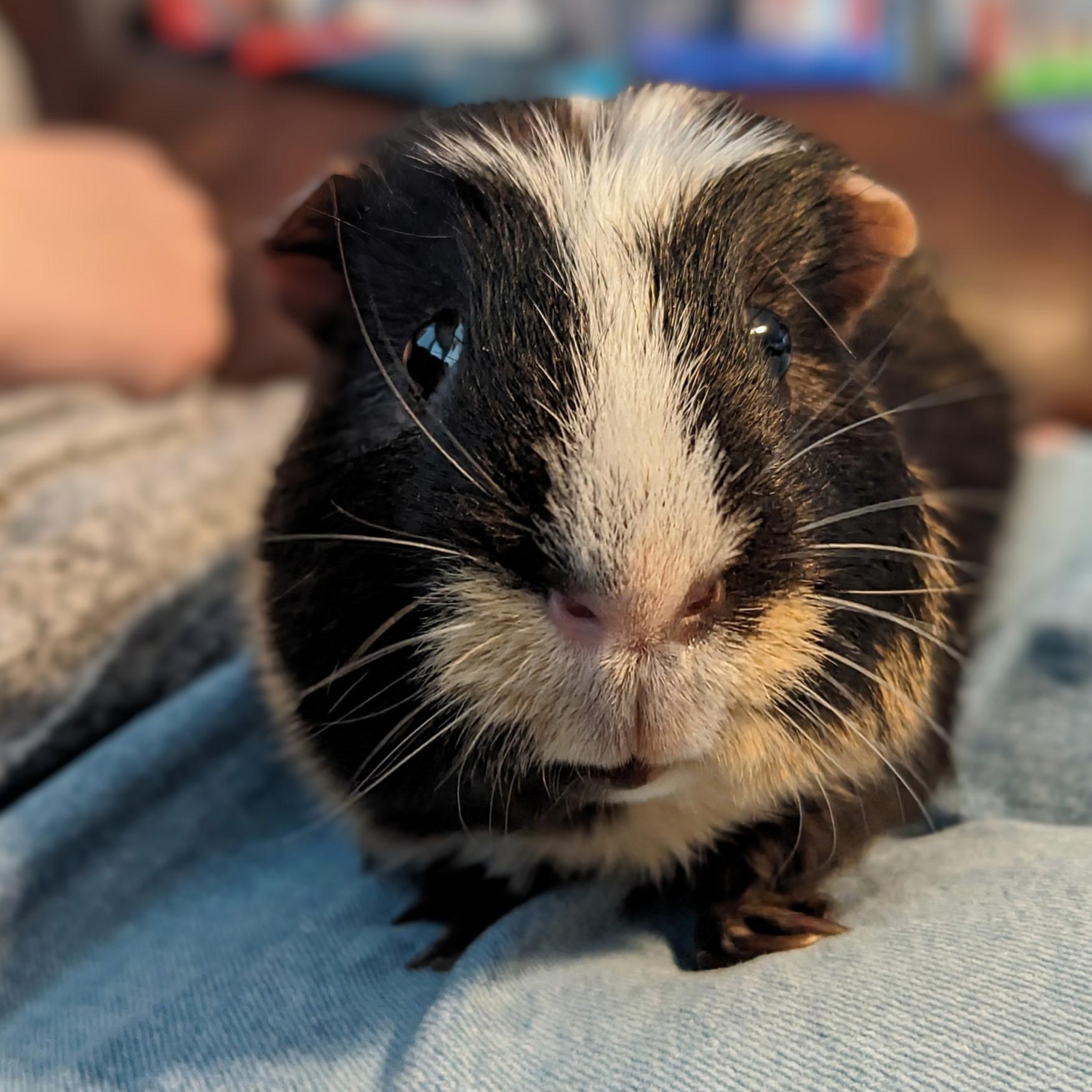 Georgie- Neutered male 2
