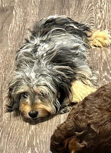 Boone Bones, Adopted, Young Male Dachshund & Maltese.