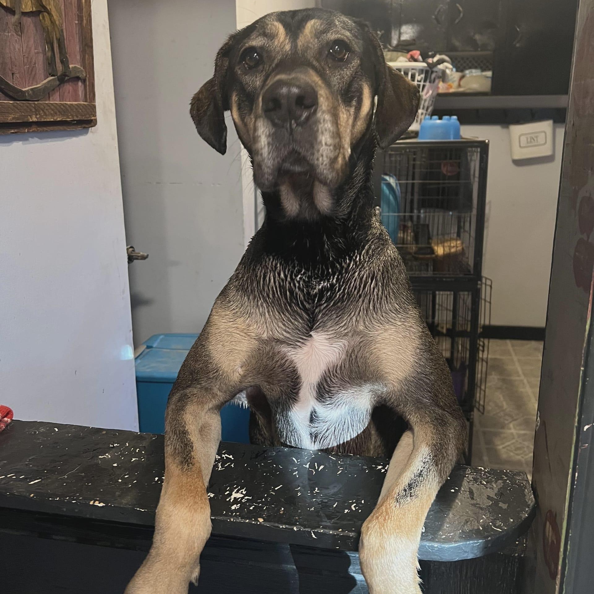 Willow, Adoptable, Adult Female Great Dane & German Shepherd Dog.