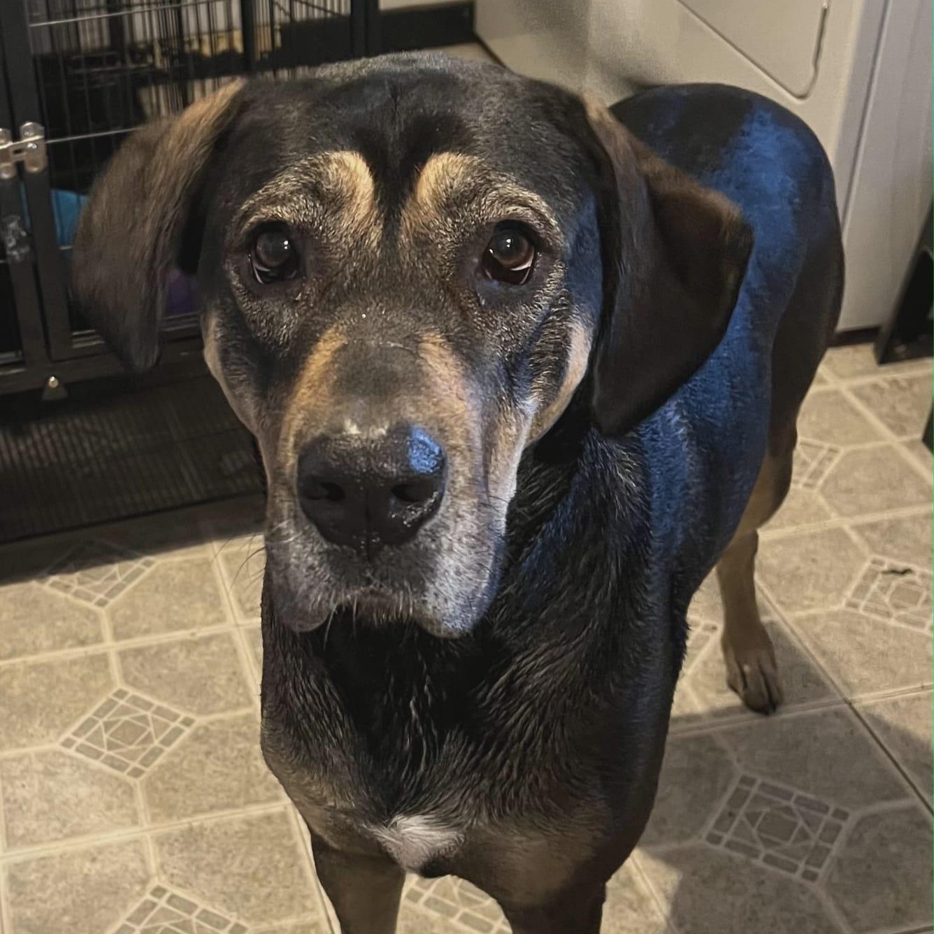 Willow, a Adoptable mixed breed in Nicholasville, KY image 2/2