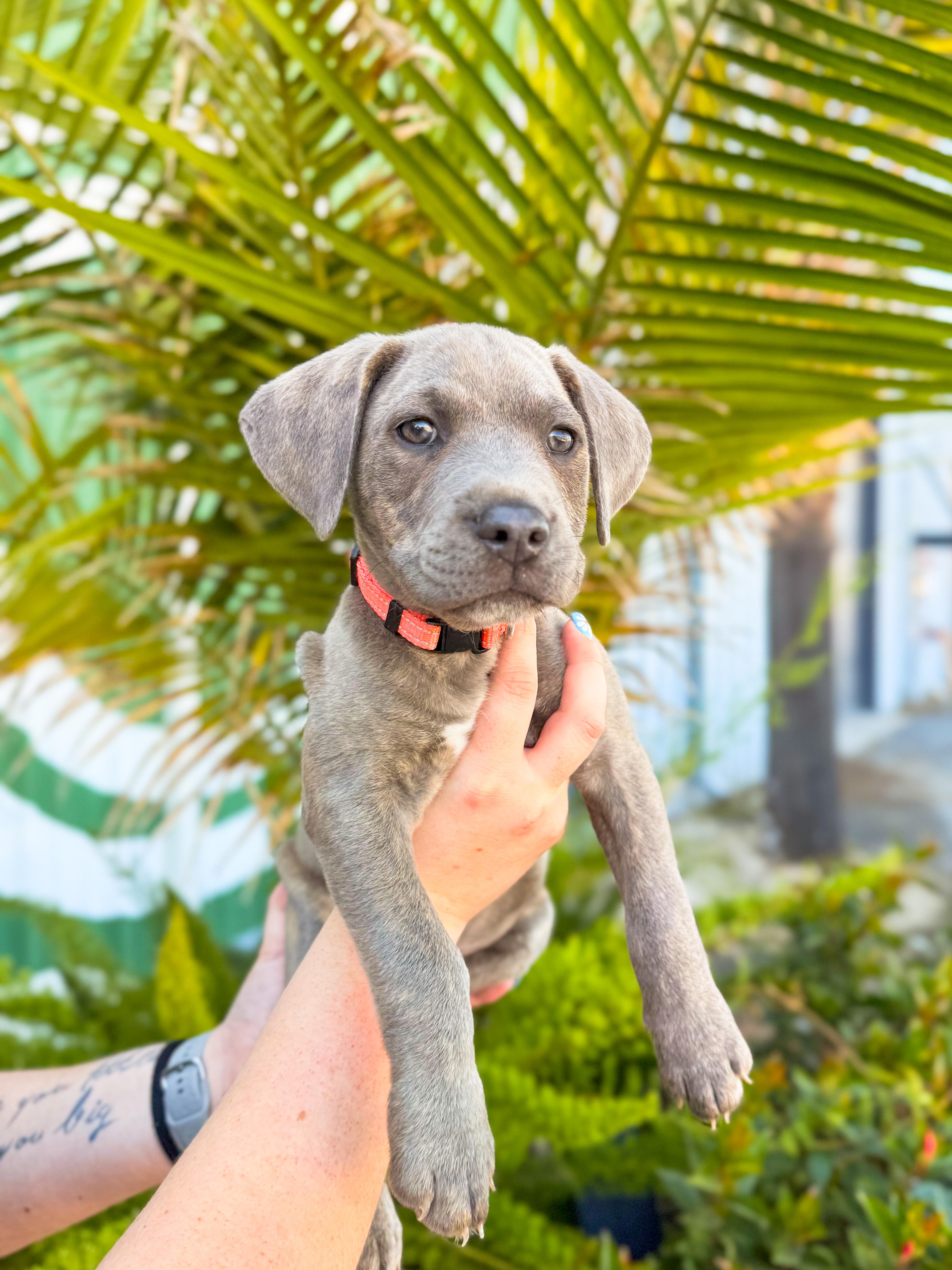 Enlarge Paddy, an adopted mixed breed in charleston, SC image 1/1