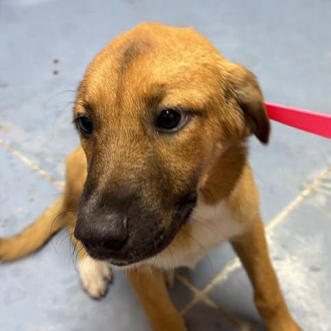 Lilo, Adoptable, Young Female Mixed Breed.