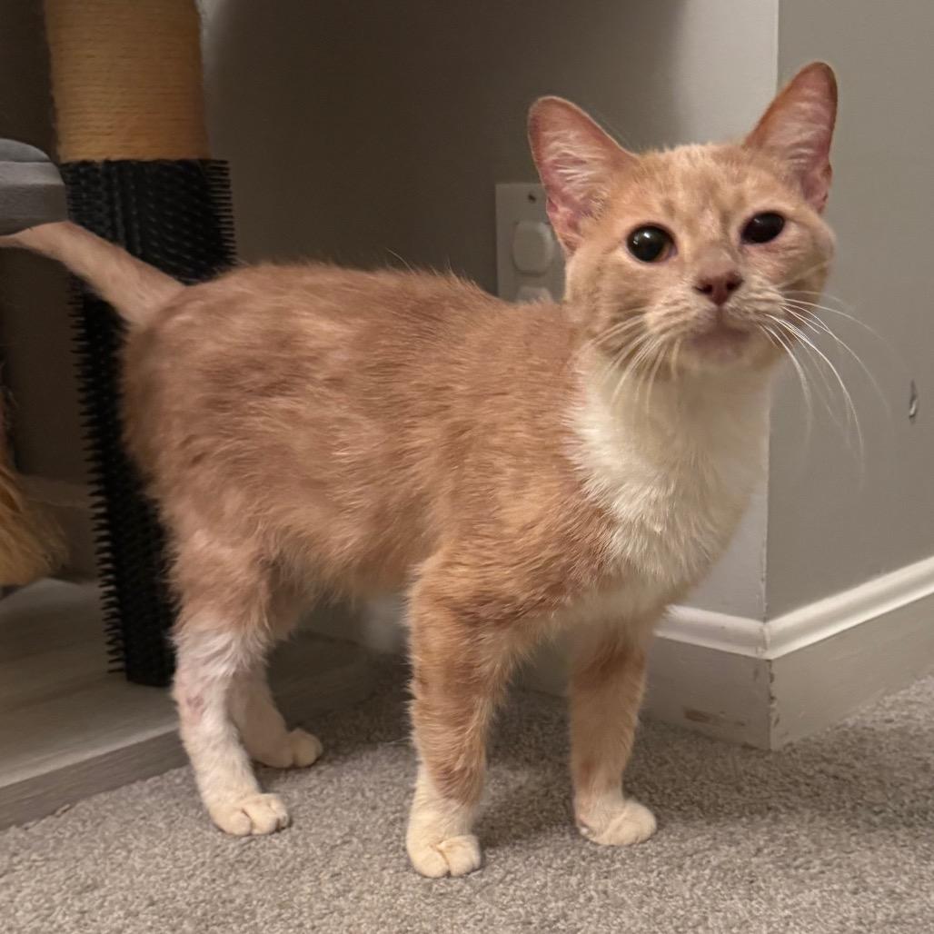 Gimli, Adoptable, Young Male Domestic Short Hair.