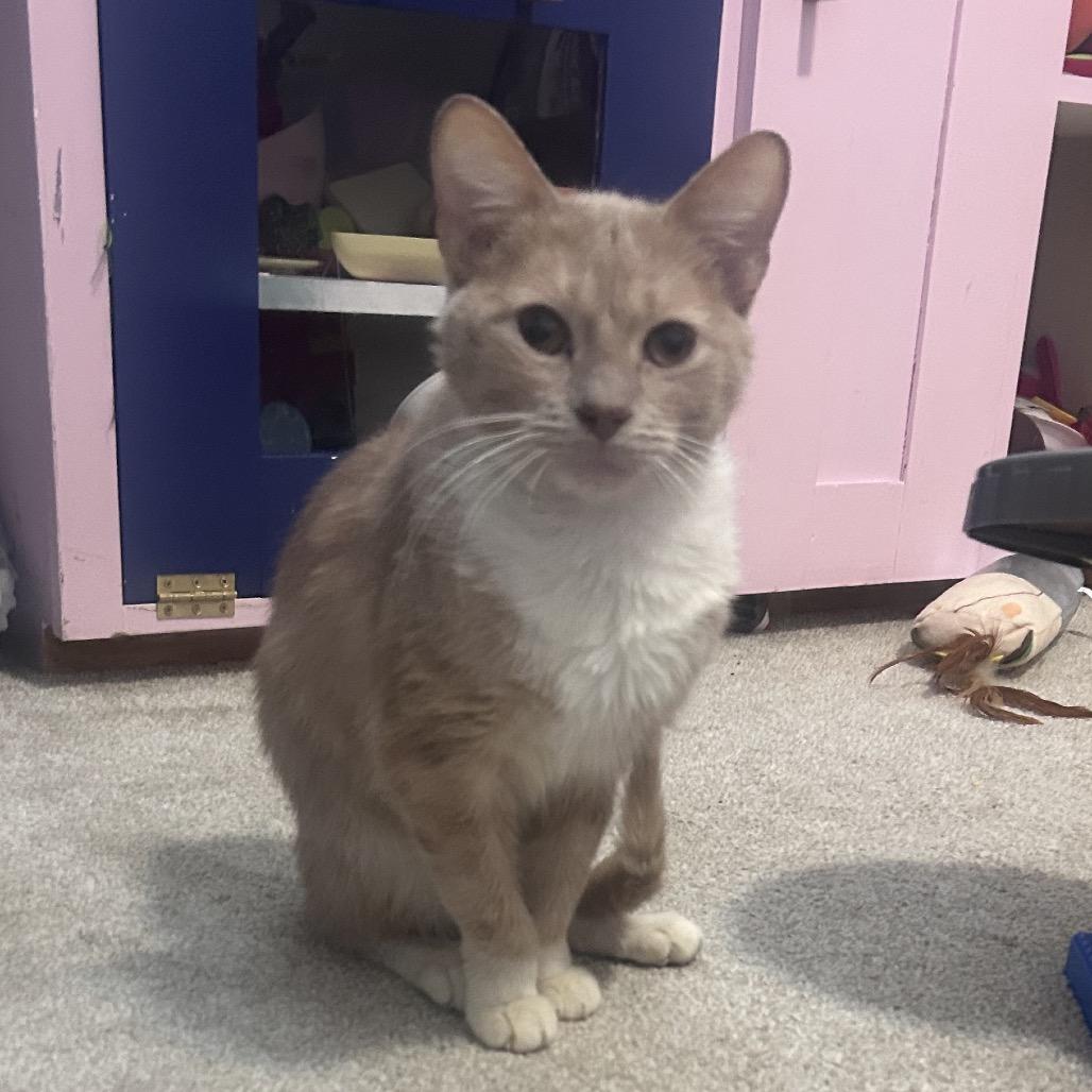 Enlarge Gimli, a Adoptable Domestic Short Hair in La Grange, KY image 2/4