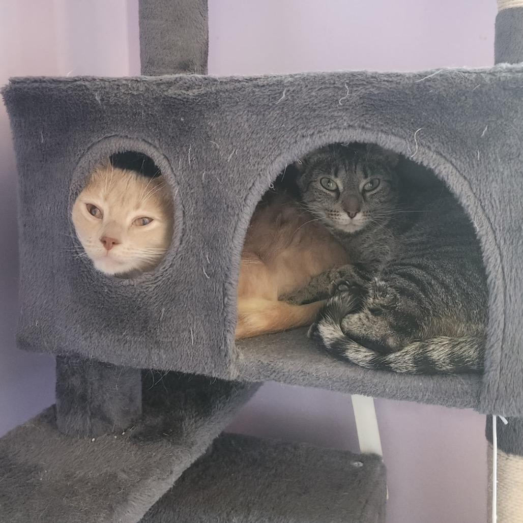 Enlarge Gimli, a Adoptable Domestic Short Hair in La Grange, KY image 3/6