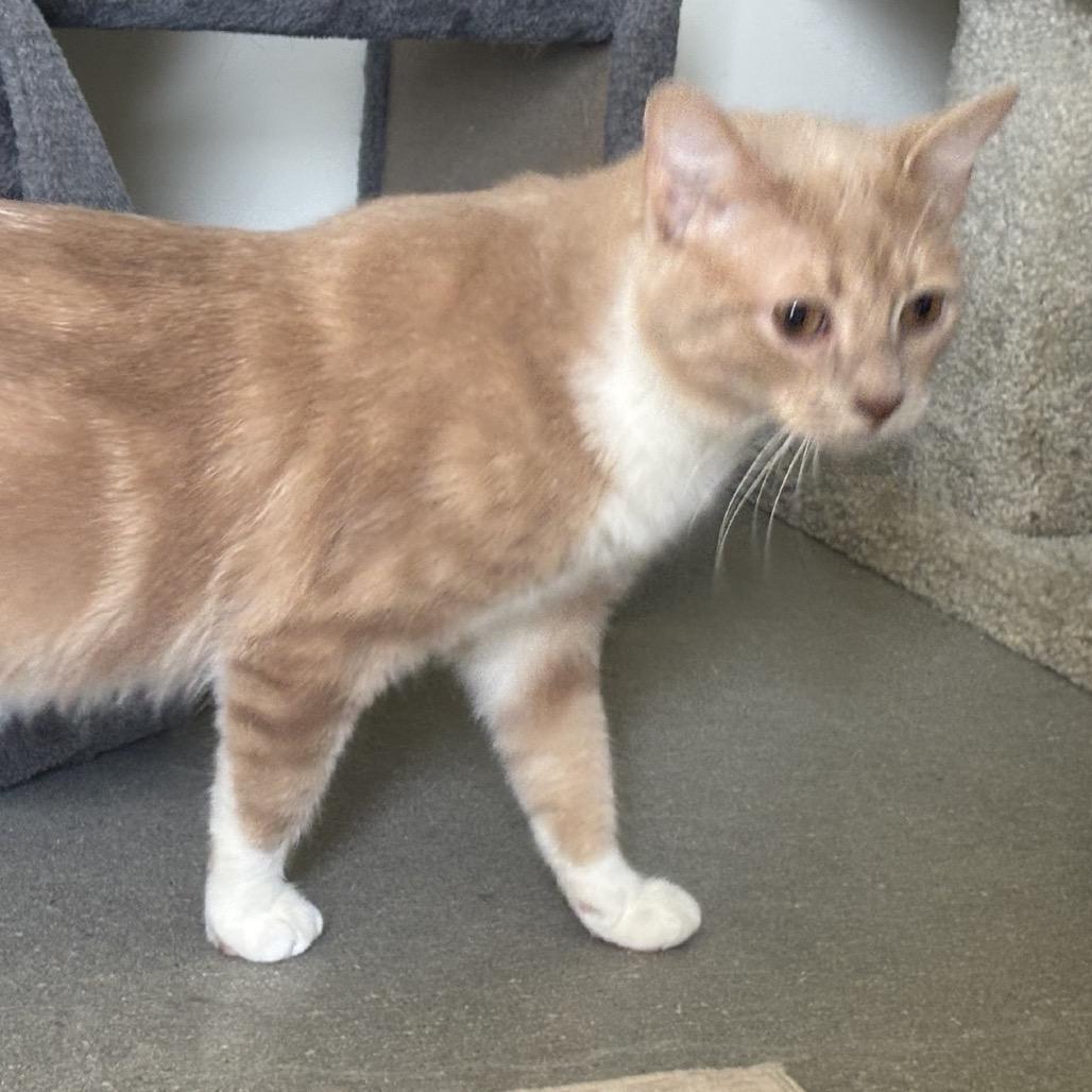 Enlarge Gimli, a Adoptable Domestic Short Hair in La Grange, KY image 4/6