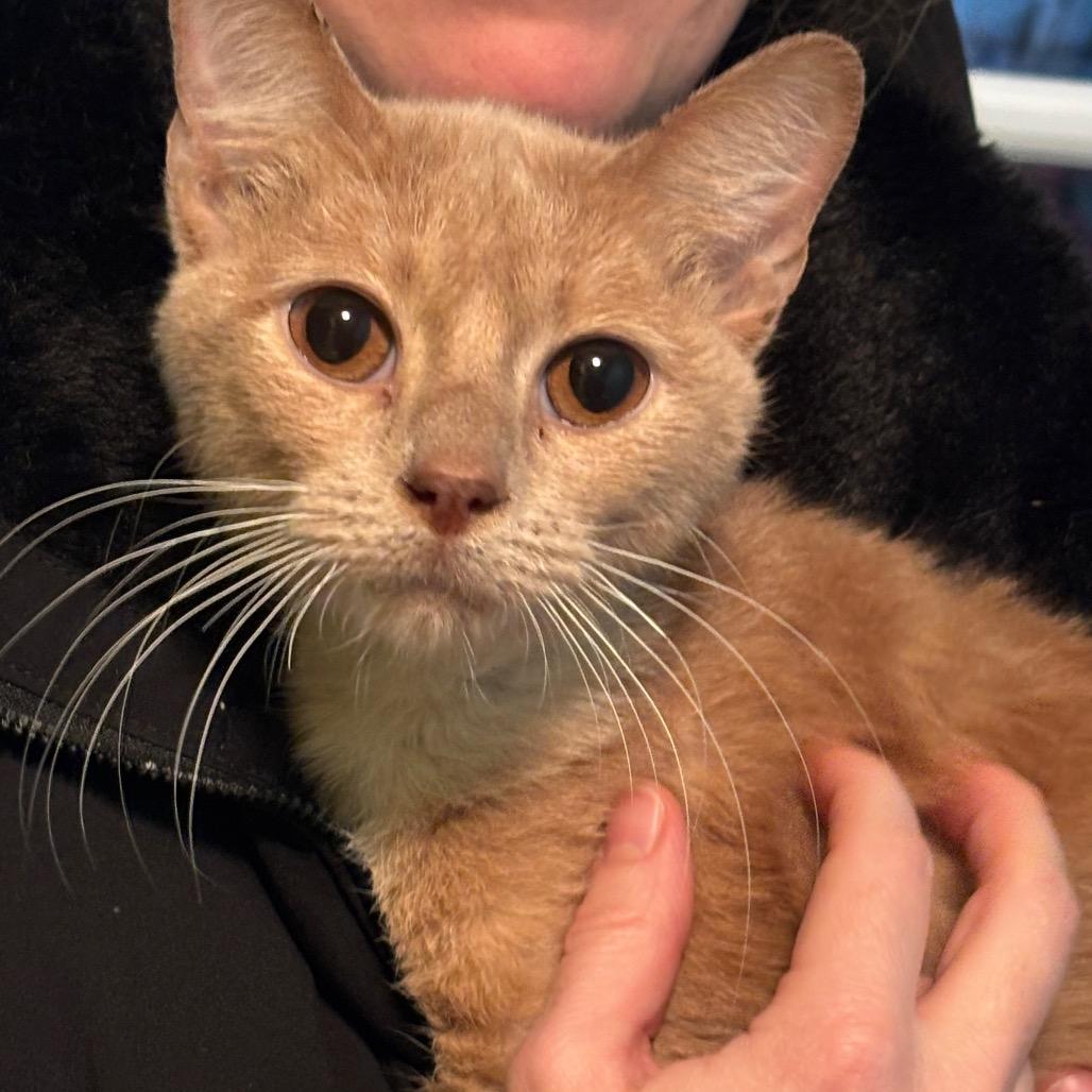 Enlarge Gimli, a Adoptable Domestic Short Hair in La Grange, KY image 3/4