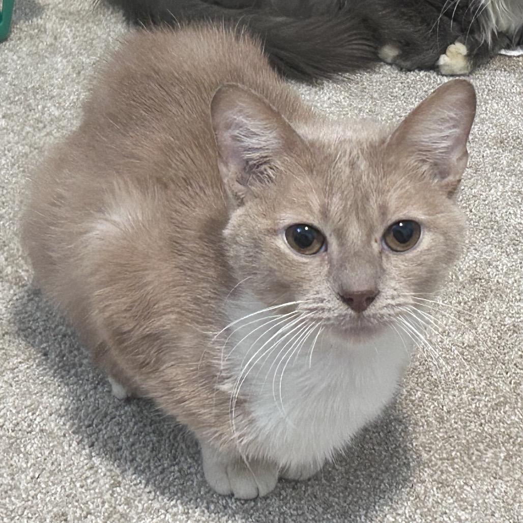 Enlarge Gimli, a Adoptable Domestic Short Hair in La Grange, KY image 4/4