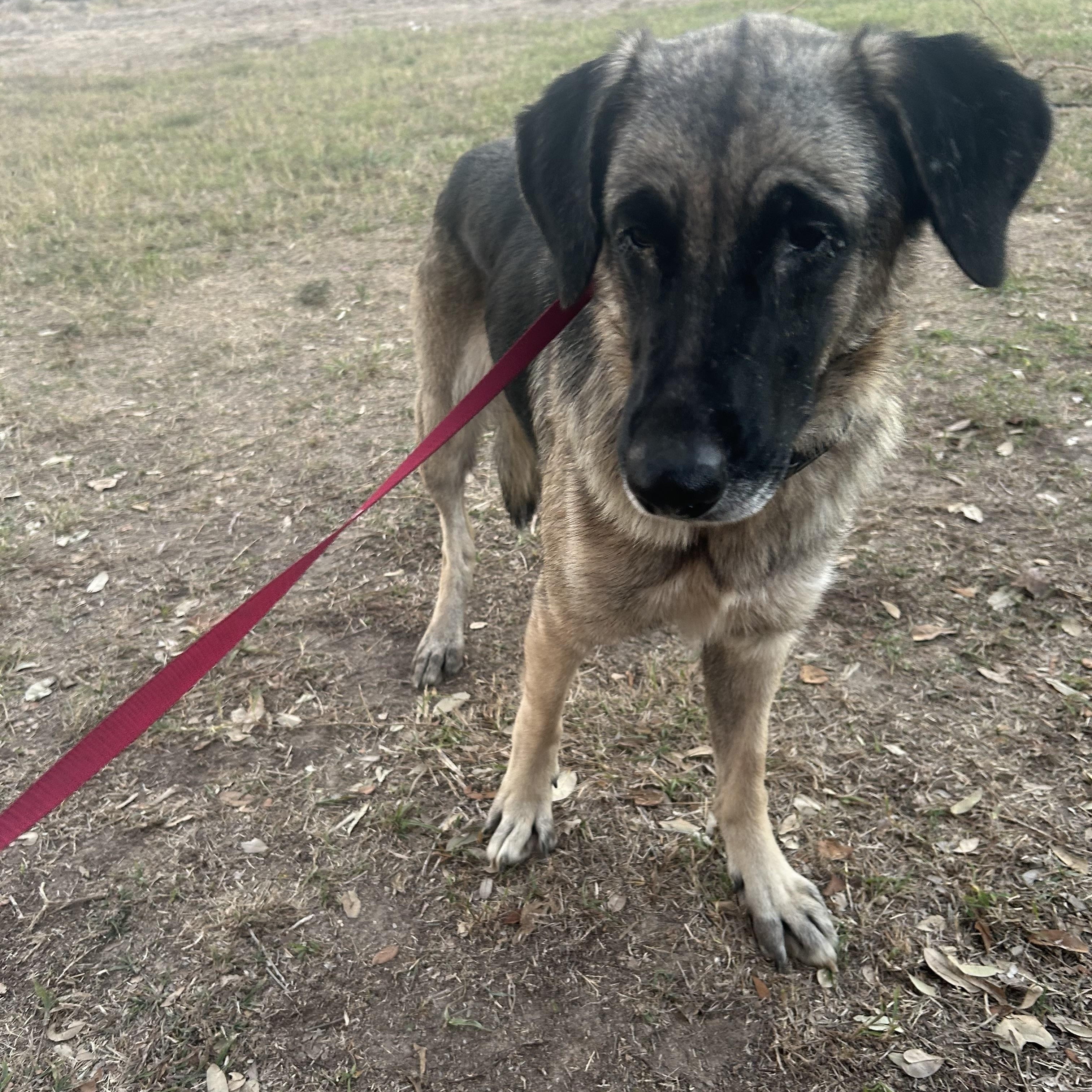 ZOLA (Beautiful, Affectionate, Loyal, Friendly)