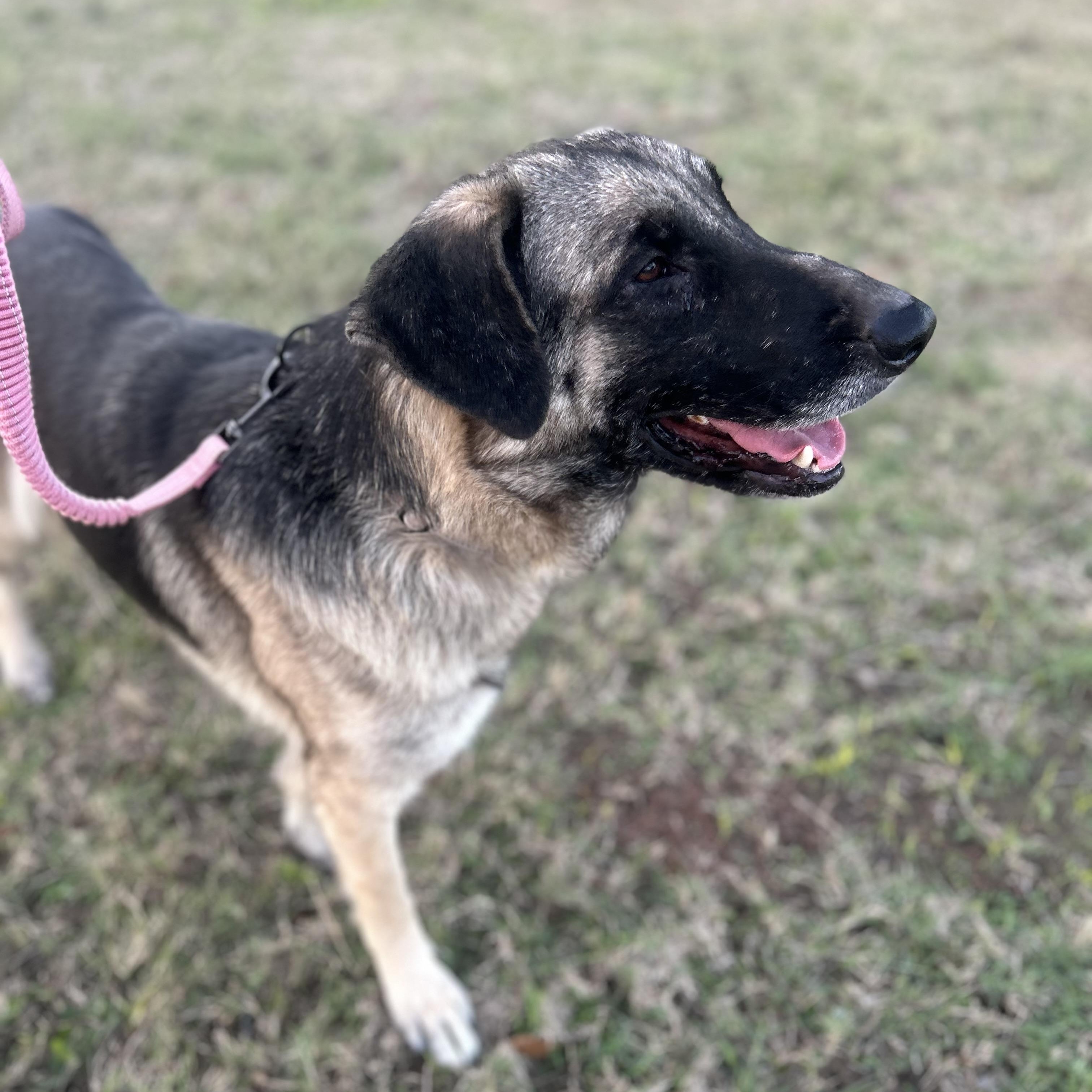 ZOLA (Beautiful, Affectionate, Loyal, Friendly) — thumbnail 3