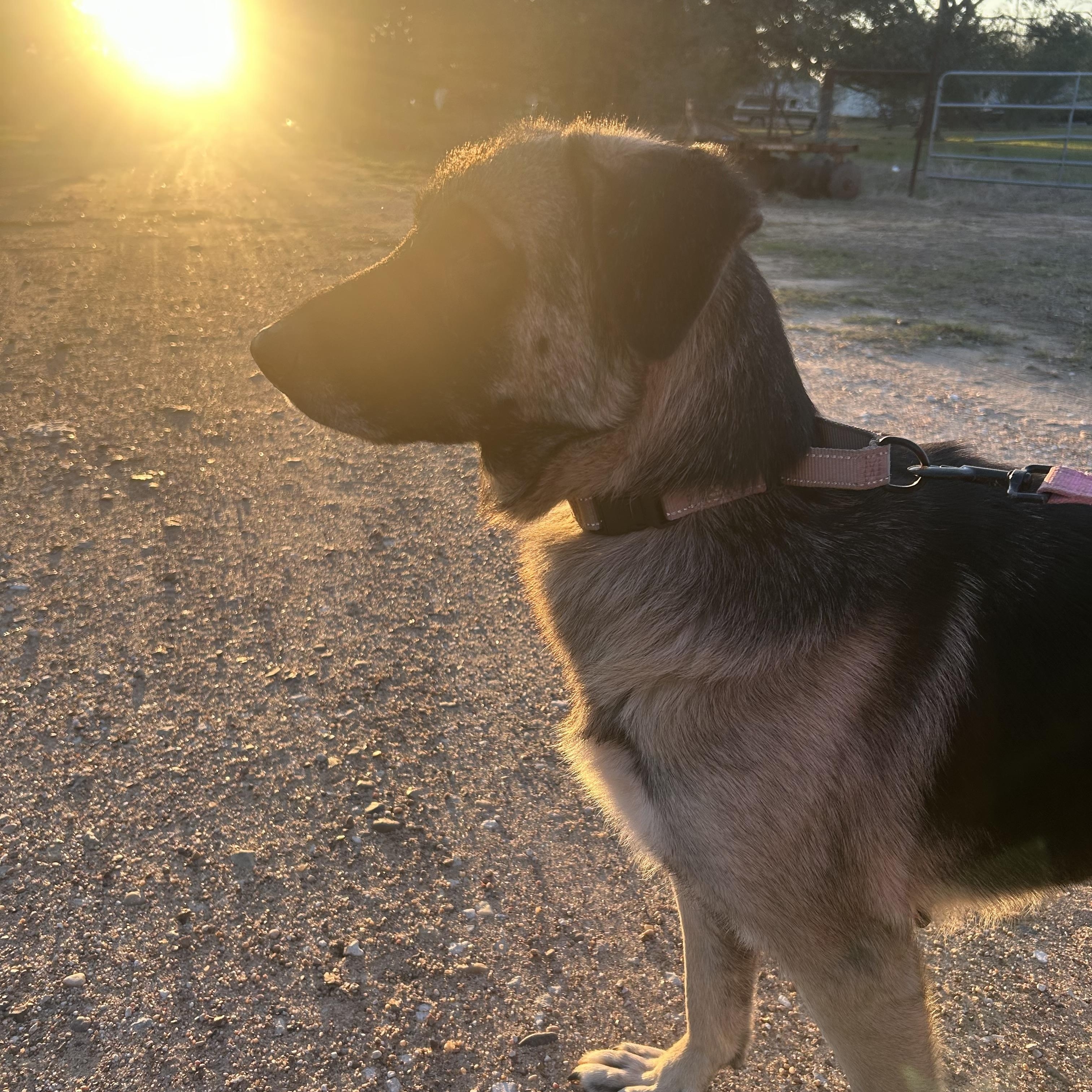 ZOLA (Beautiful, Affectionate, Loyal, Friendly) — thumbnail 6