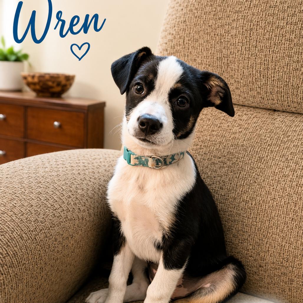 Enlarge Melbourne Wren, a Adoptable Shepherd in Lee's Summit, MO image 1/1