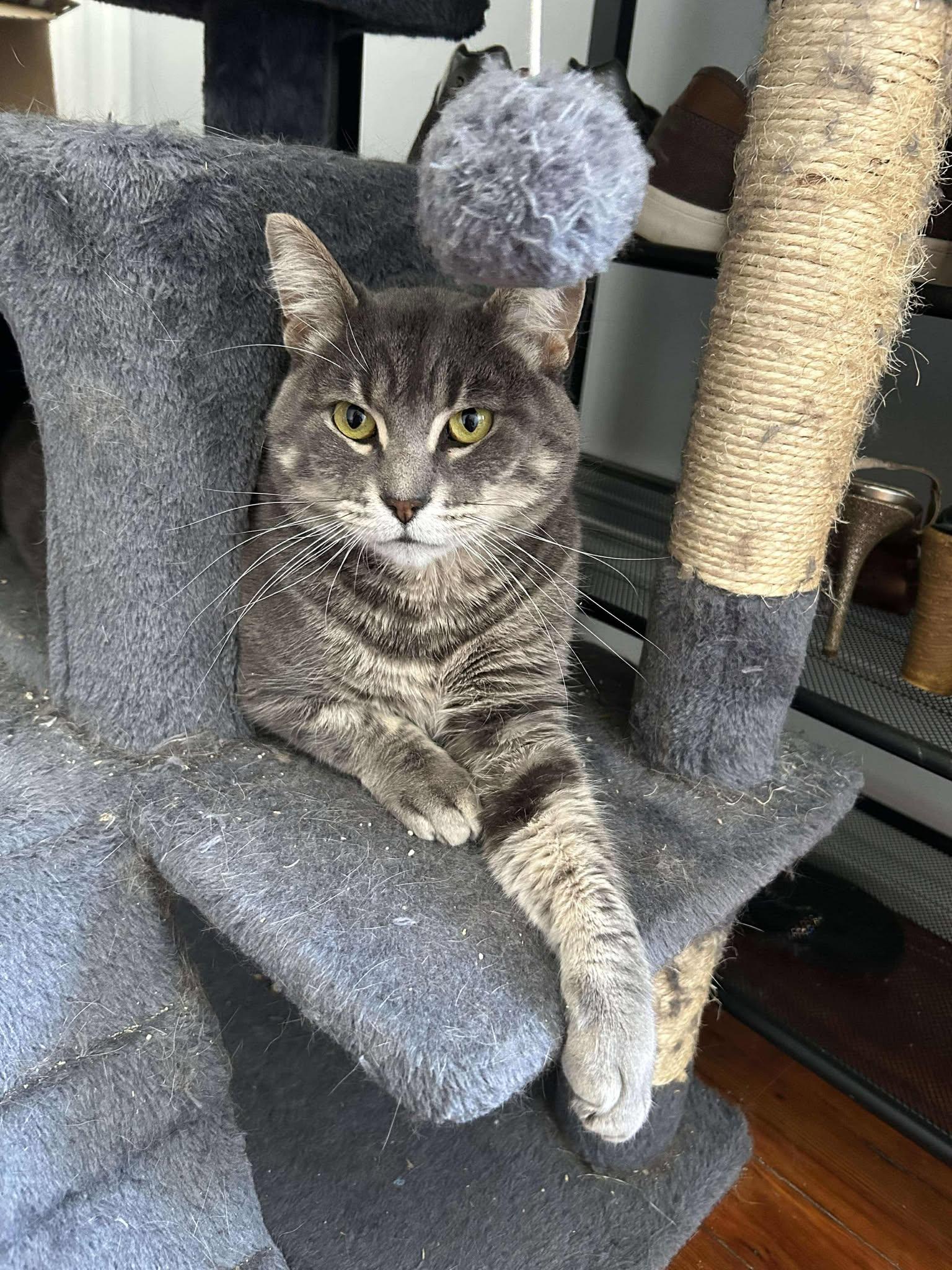 Howard Aspen, Adoptable, Young Male Domestic Short Hair.