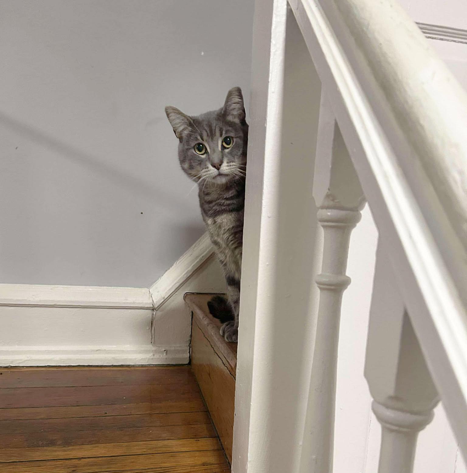 Enlarge Howard Aspen, a Adoptable Domestic Short Hair in Philadelphia, PA image 5/6