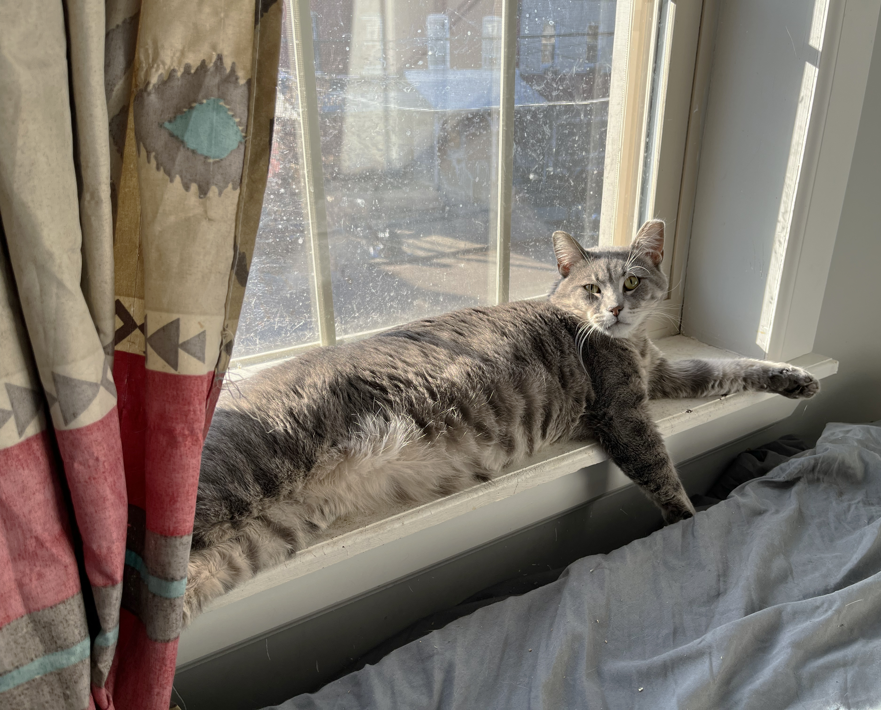 Enlarge Howard Aspen, a Adoptable Domestic Short Hair in Philadelphia, PA image 2/6