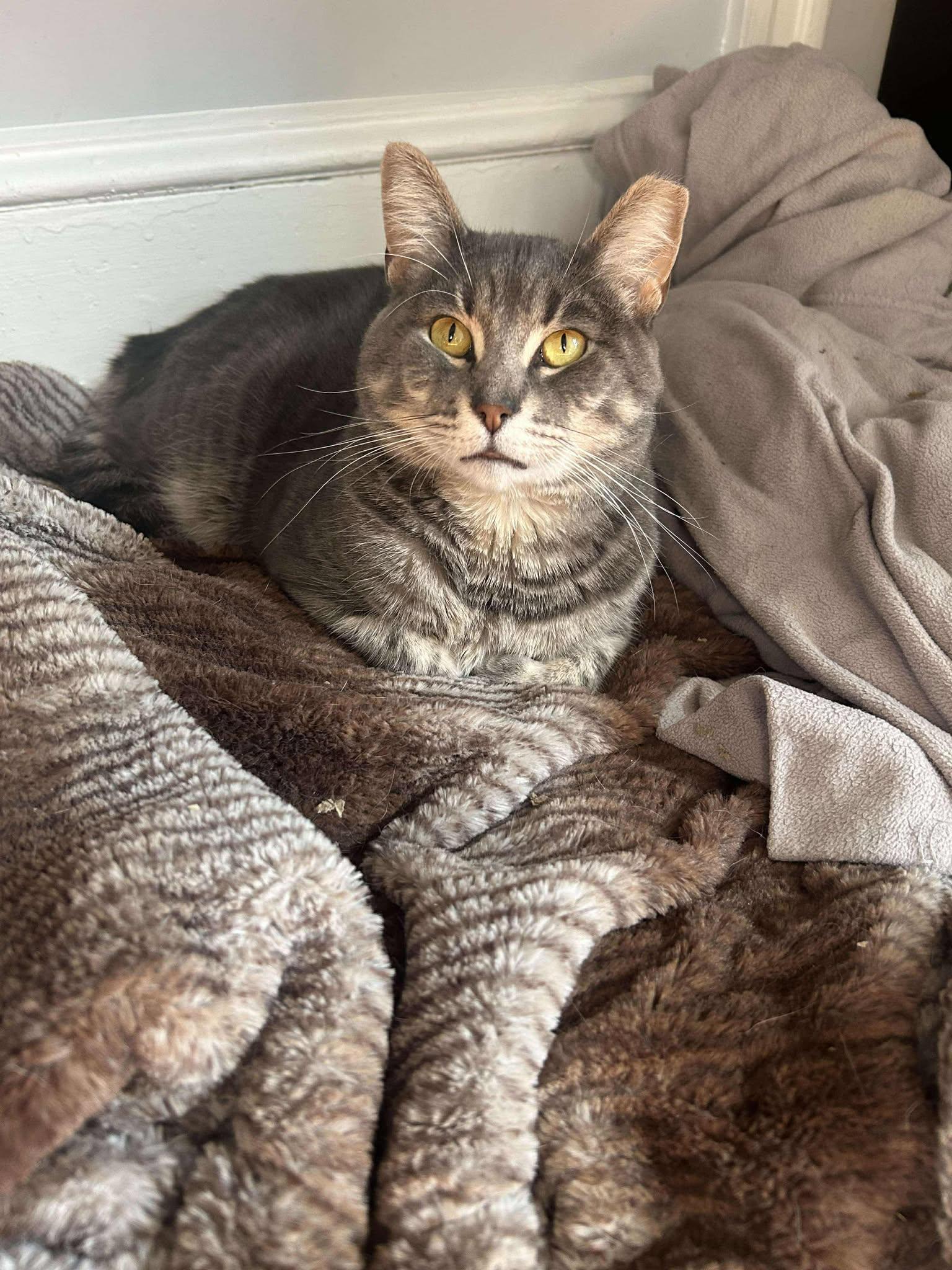 Enlarge Howard Aspen, a Adoptable Domestic Short Hair in Philadelphia, PA image 6/6