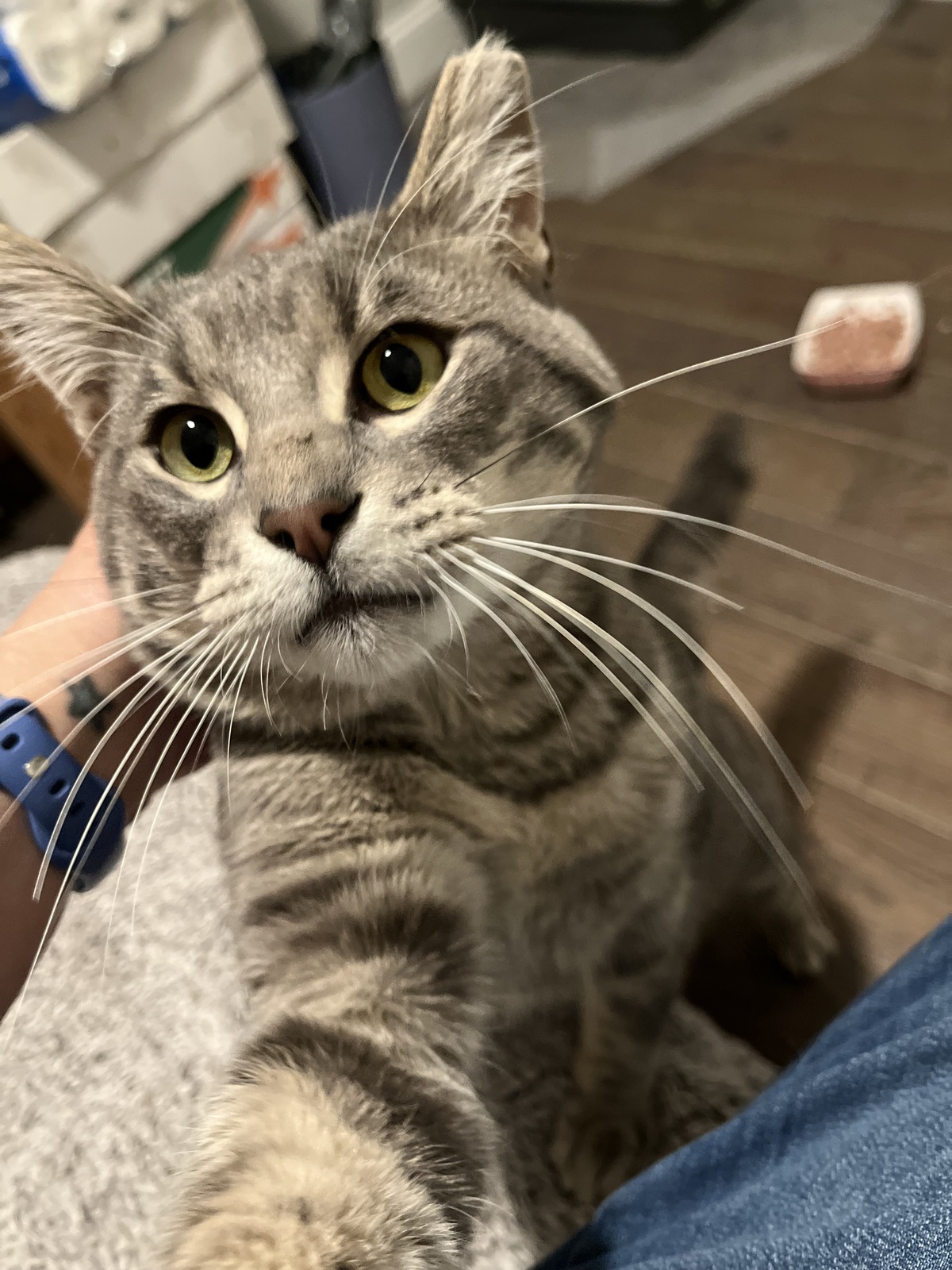 Enlarge Howard Aspen, a Adoptable Domestic Short Hair in Philadelphia, PA image 3/6