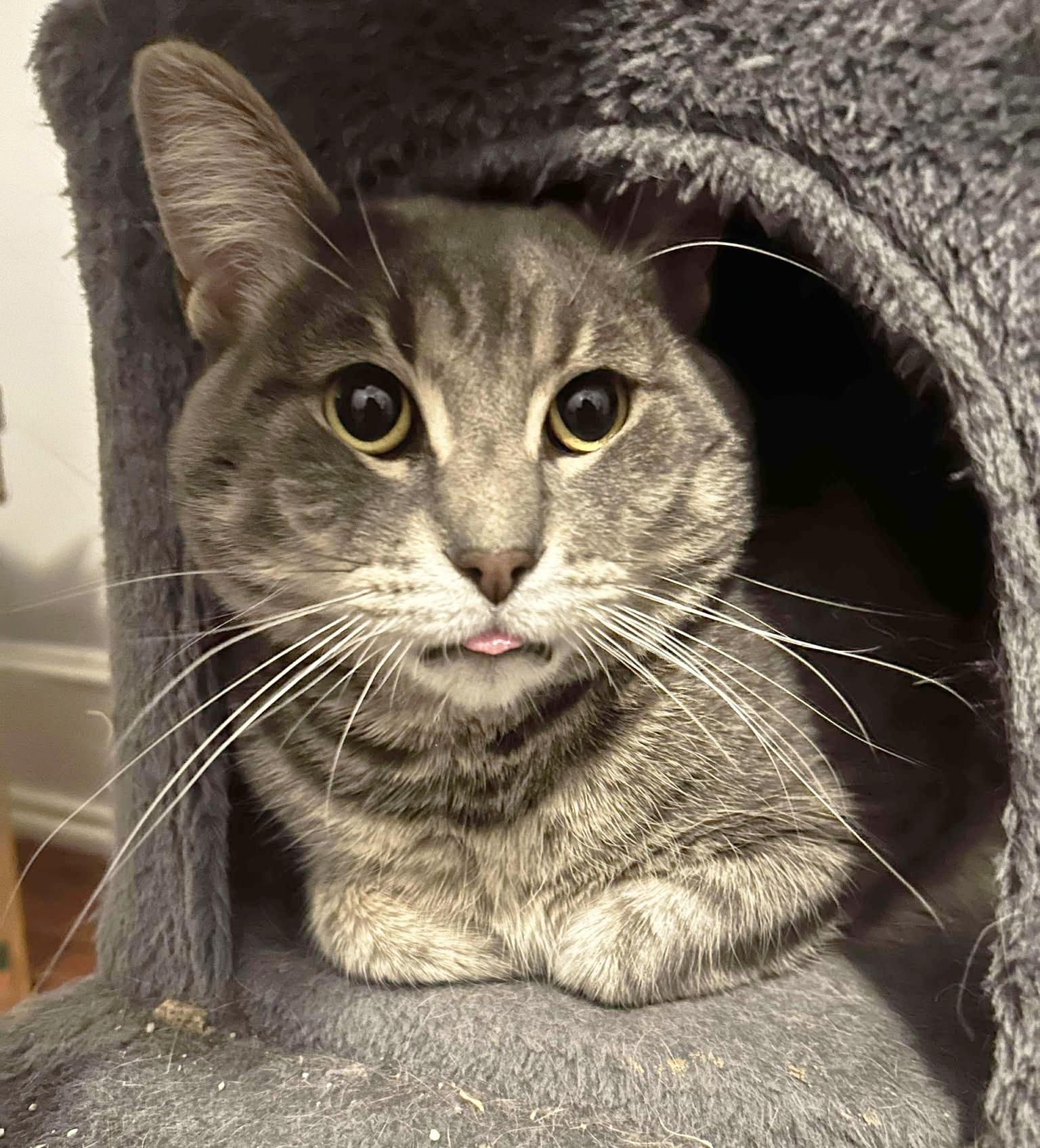 Enlarge Howard Aspen, a Adoptable Domestic Short Hair in Philadelphia, PA image 4/6