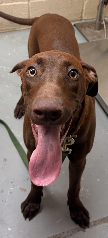 Enlarge Copper, a Adoptable Labrador Retriever in Harlingen, TX image 1/1